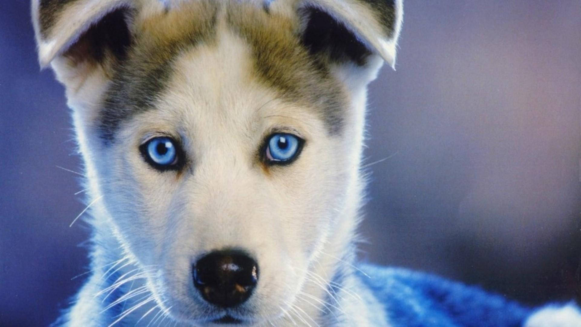 蓝眼棕毛哈士奇幼犬 壁纸