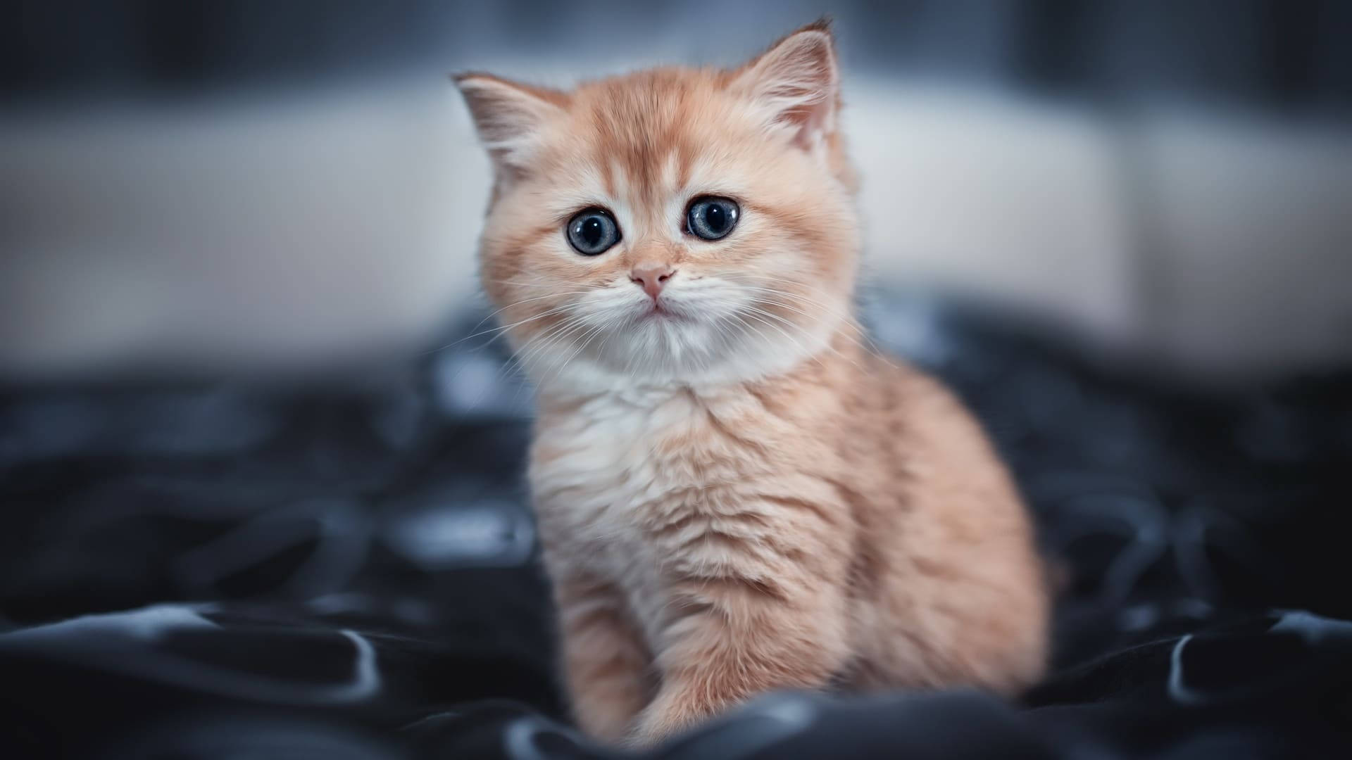 蓝眼橘色审美猫 壁纸