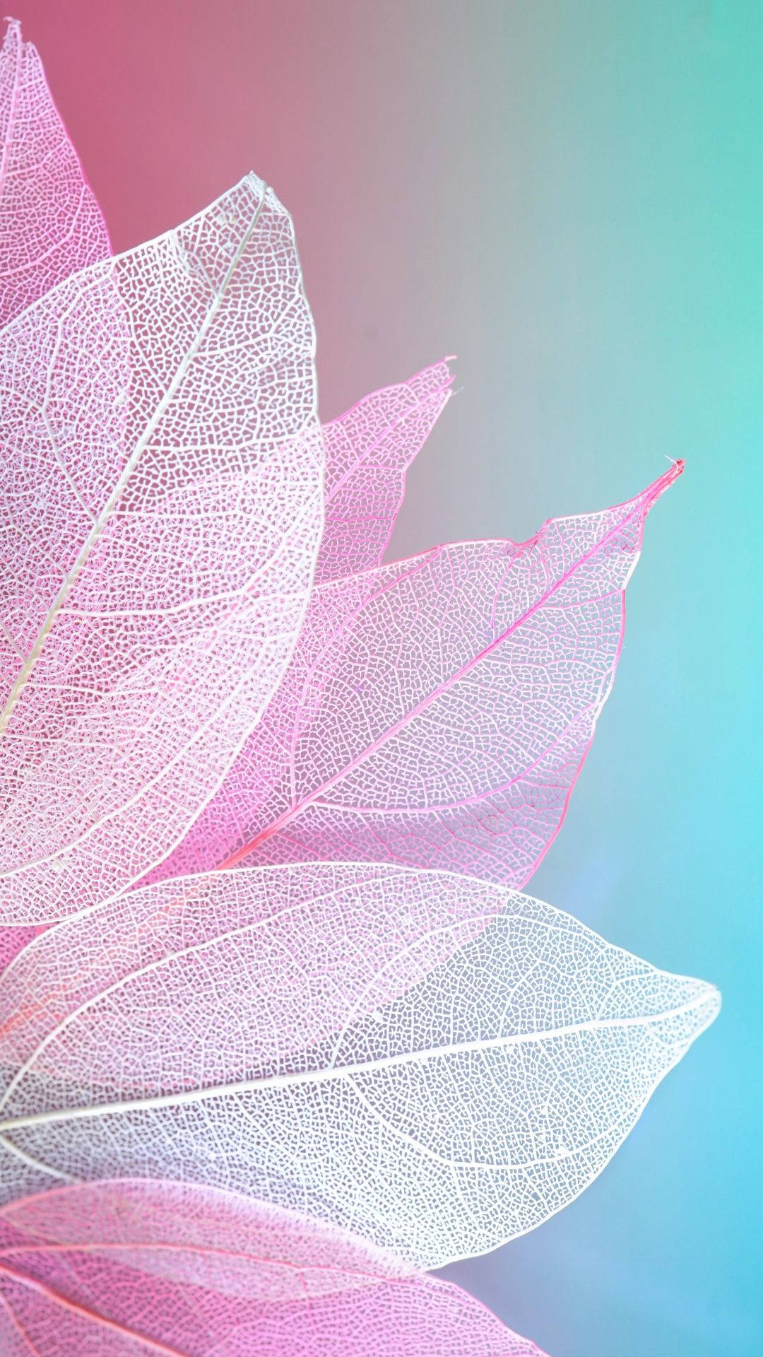 蓝色背景上的粉色花瓣 壁纸