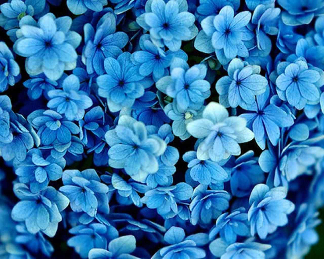 蓝色花卉俯拍 Tumblr 风格背景 壁纸