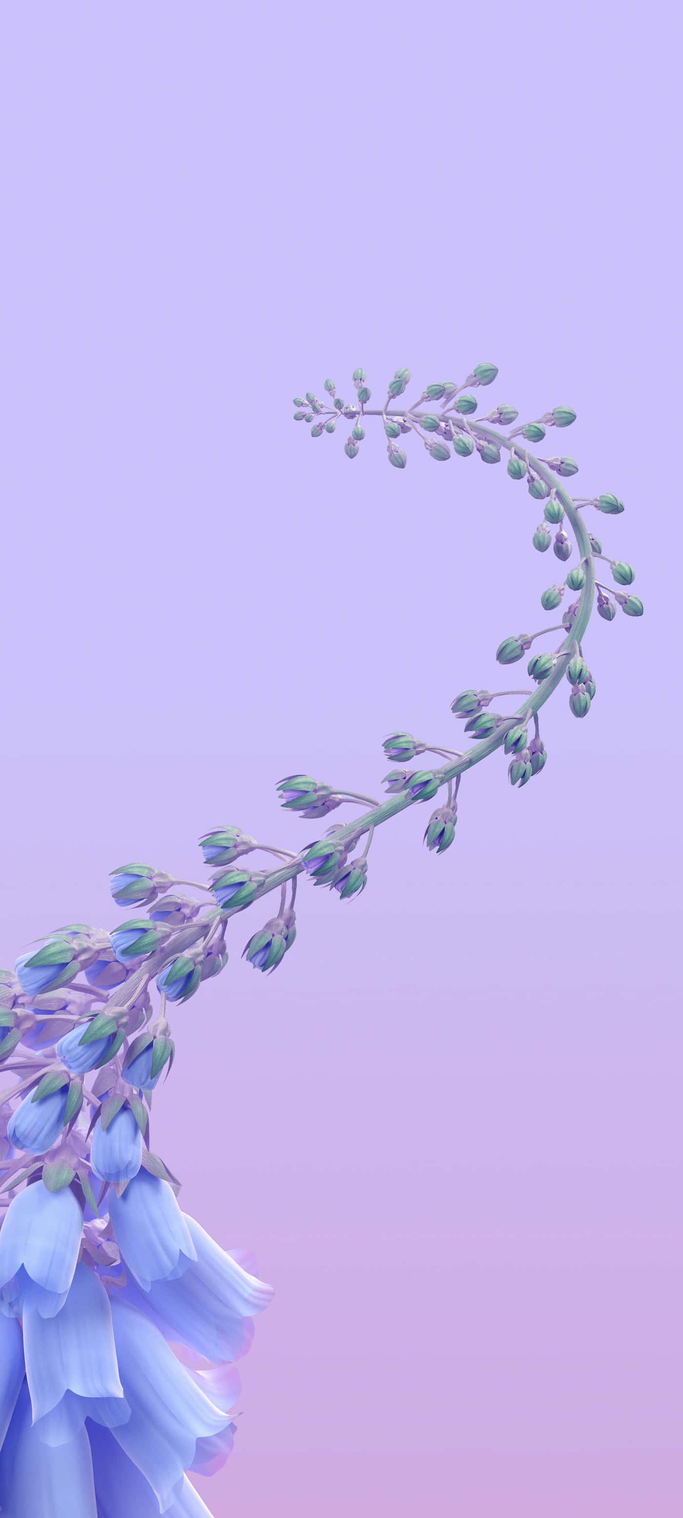 蓝色花朵与紫色背景叶片 壁纸