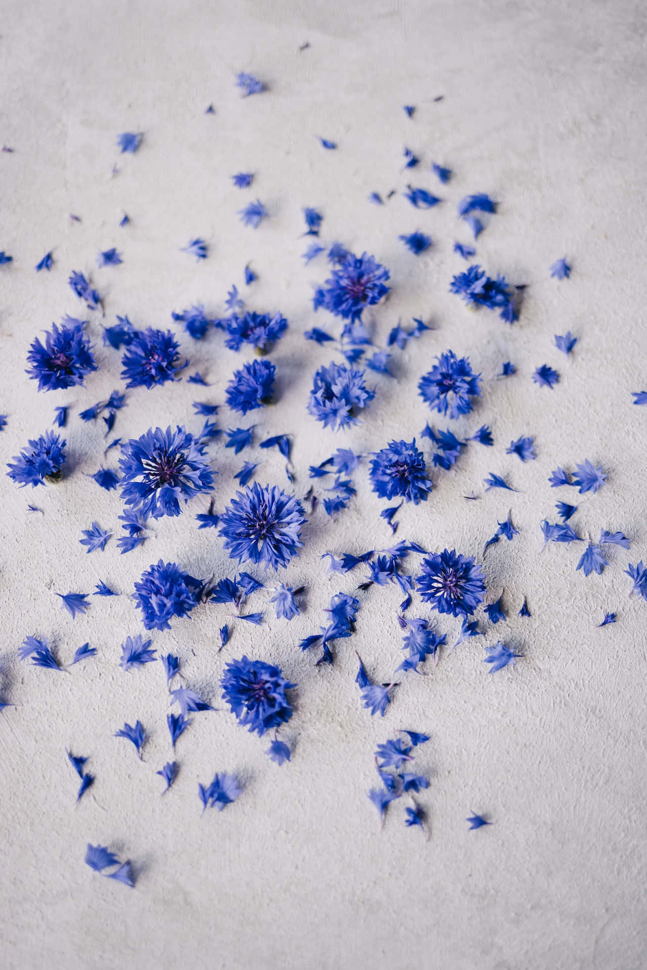 蓝色花朵压碎花瓣手机壁纸 壁纸