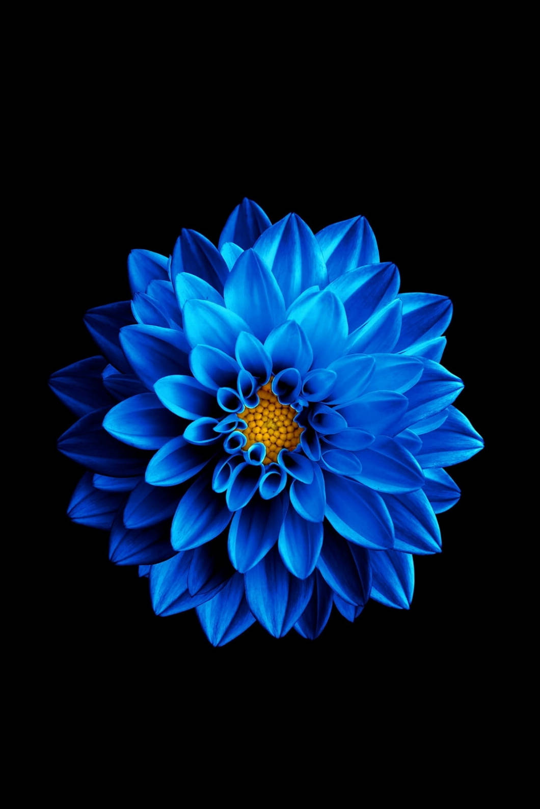蓝色莲花iPhone 4s 壁纸