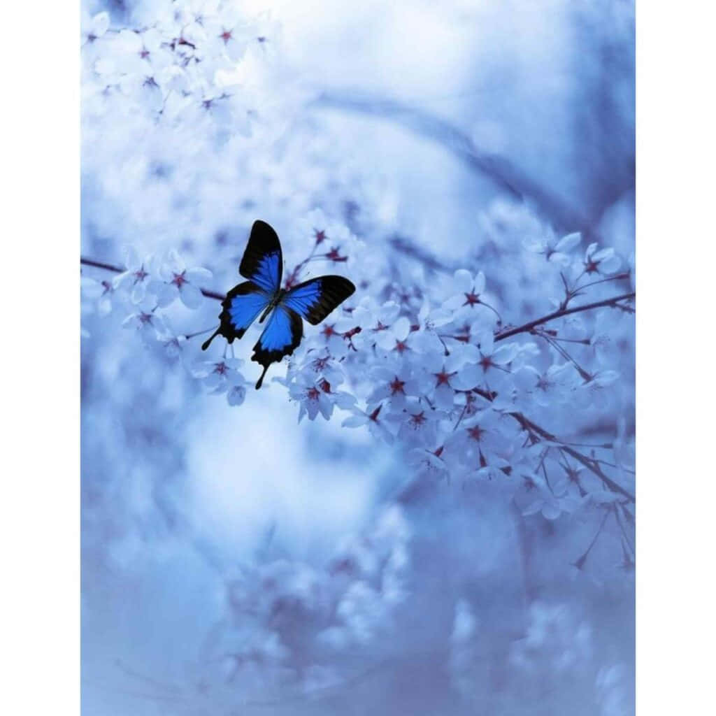 蓝色蝴蝶精美头像图片 壁纸