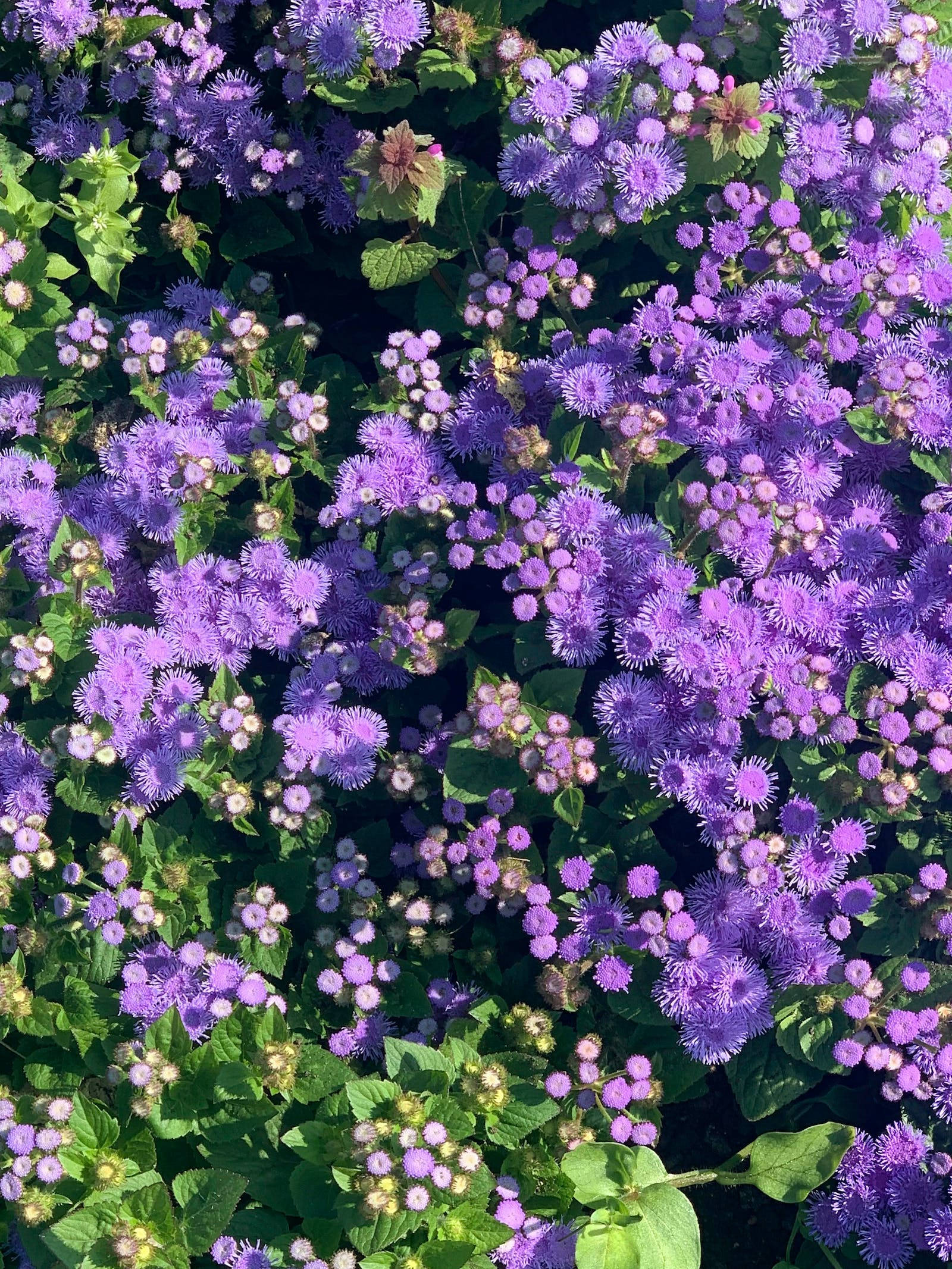 蓝花菊花卉iPhone壁纸 壁纸