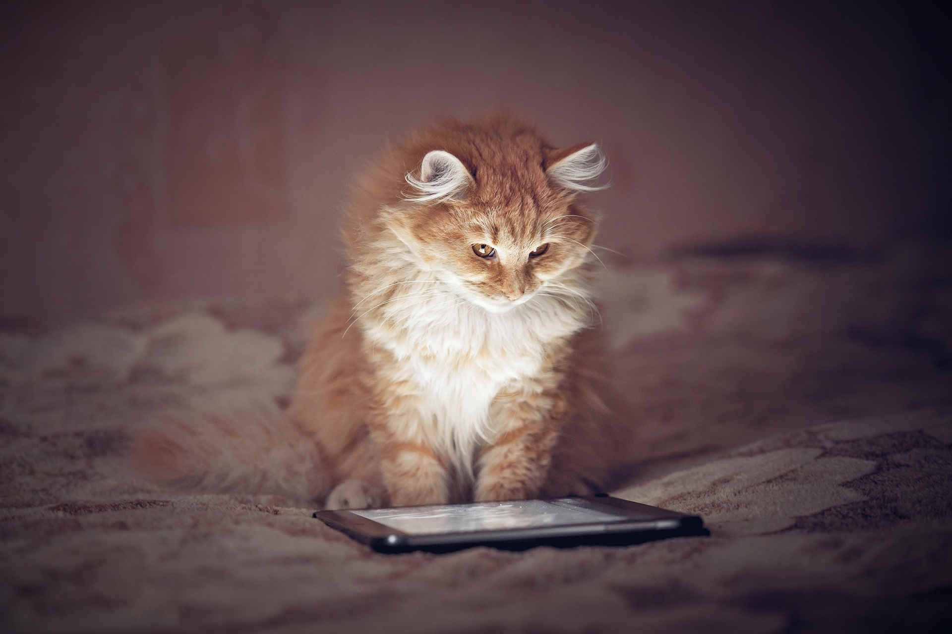 蓬松姜猫电脑 壁纸