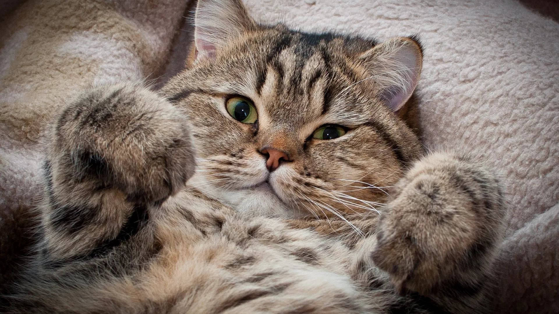 蓬松毛发美学猫 壁纸