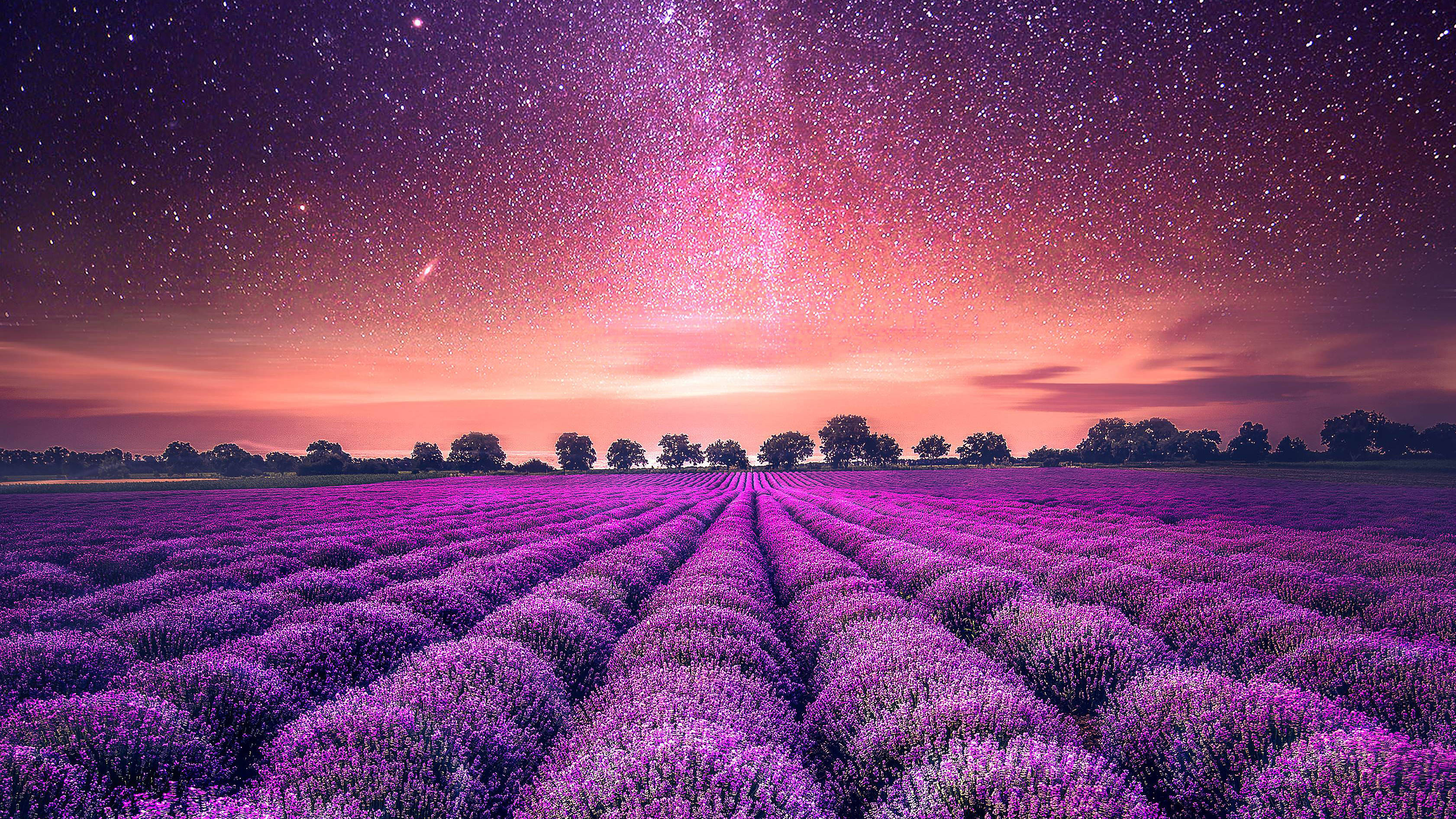 薰衣草美学田野与星空 壁纸