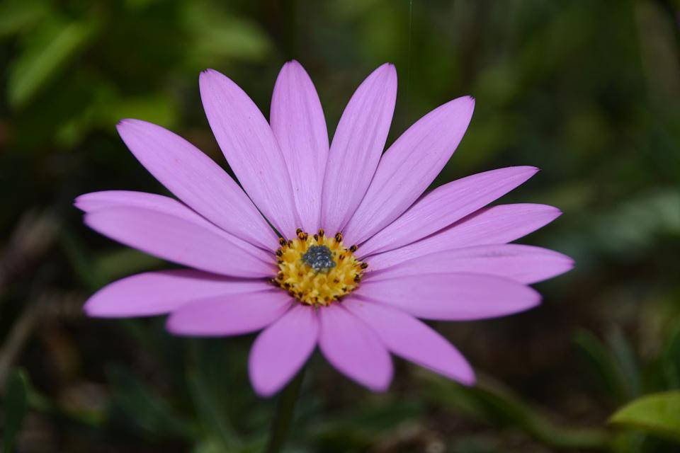 薰衣草美学紫色雏菊 壁纸