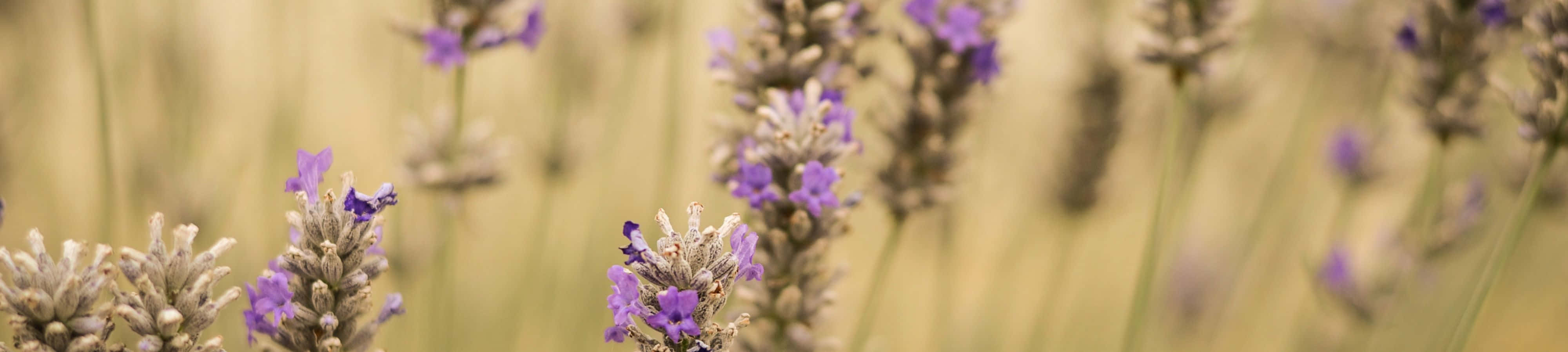 薰衣草花田与模糊背景 壁纸
