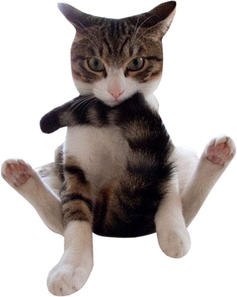 虎斑猫搞笑坐姿 壁纸