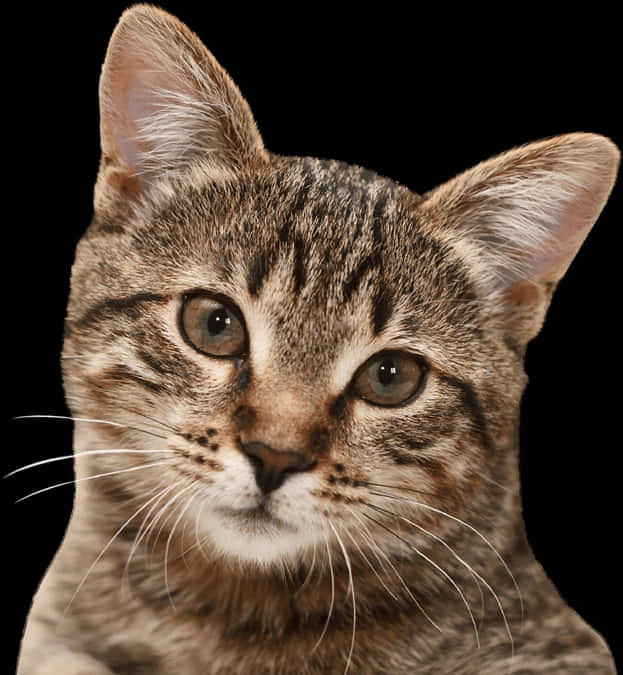 虎斑猫肖像黑色背景 壁纸