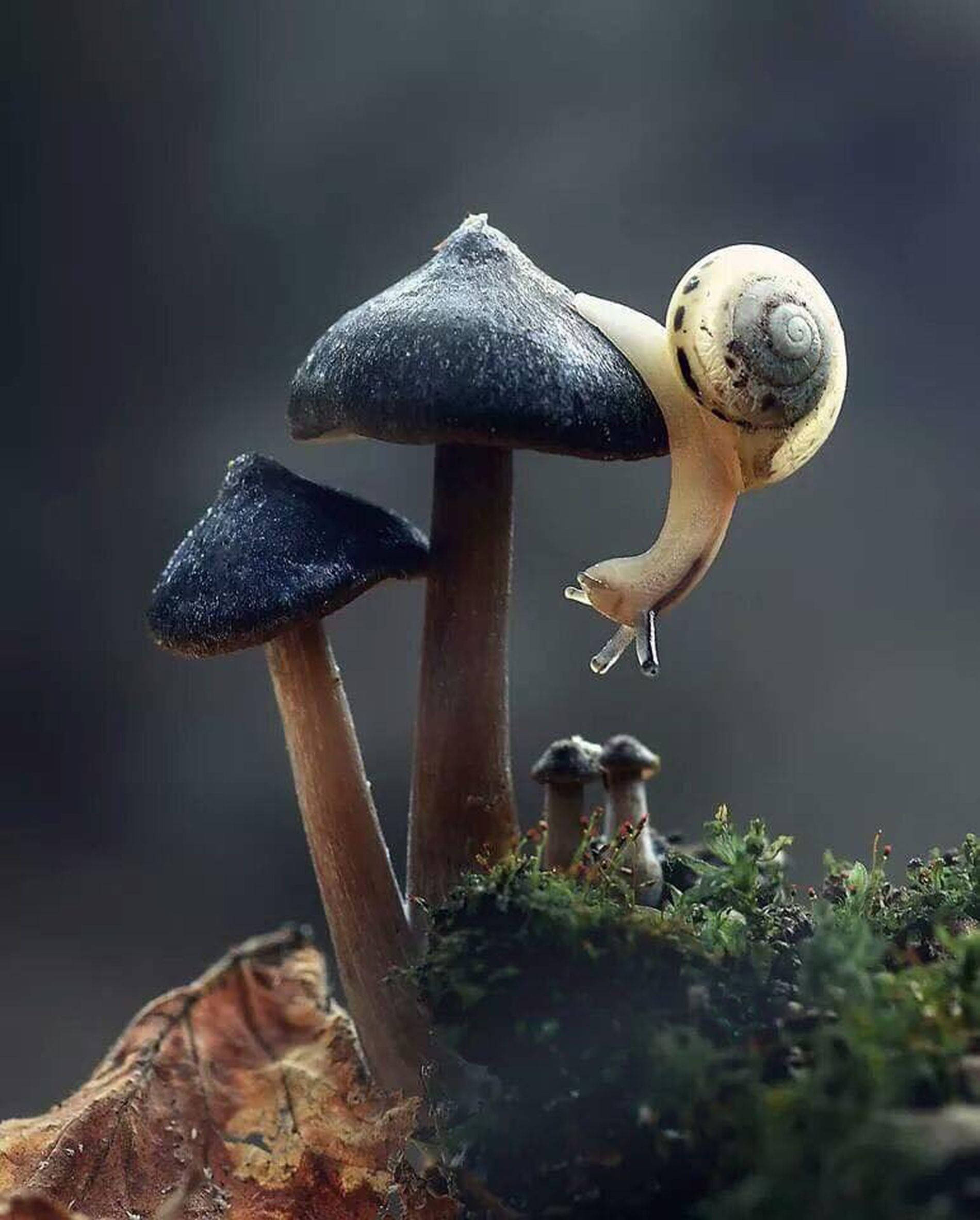 蜗牛蘑菇美学 壁纸