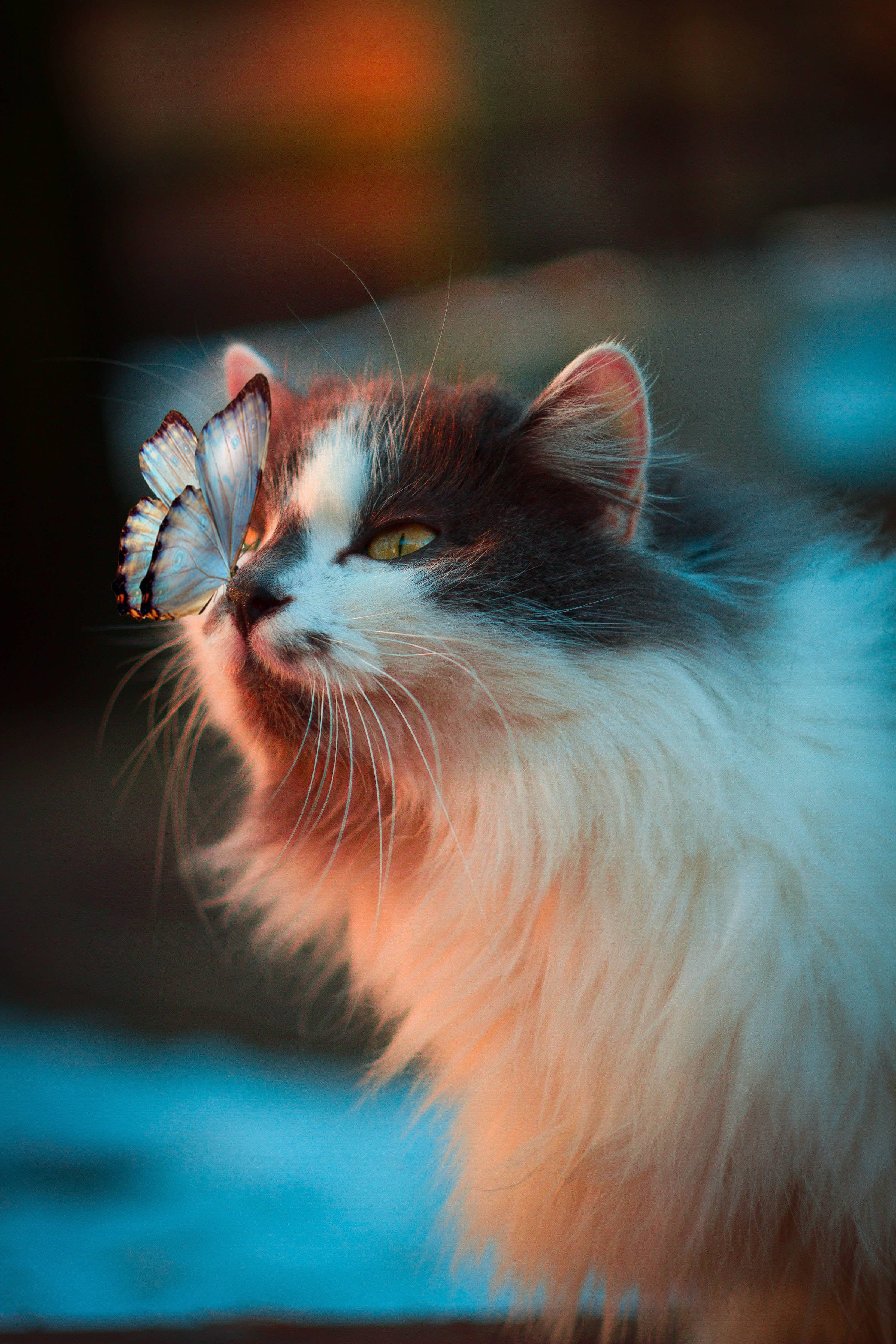 蝴蝶与挪威森林猫头像
