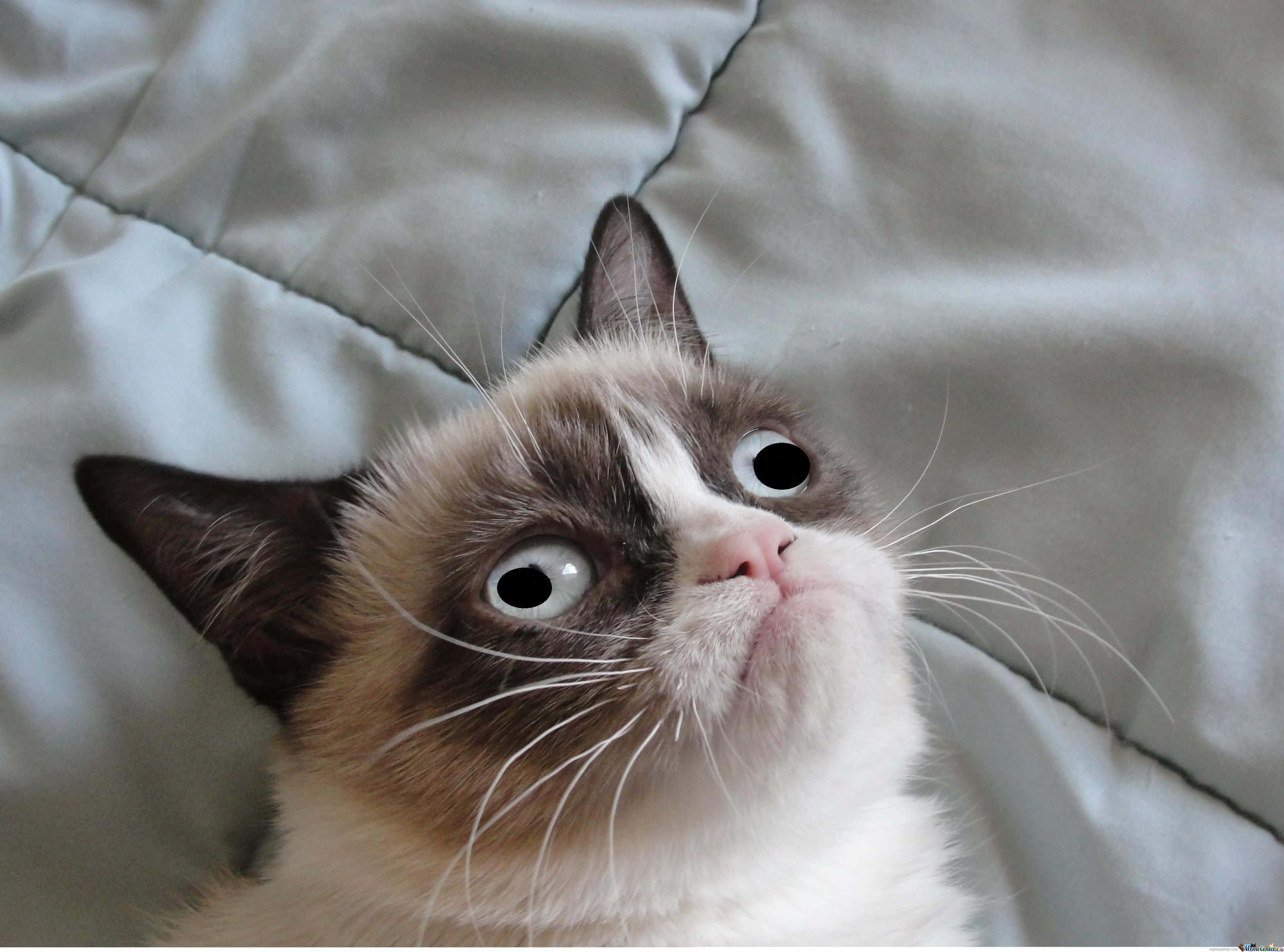 被诅咒的猫咪图片 不爽猫 壁纸