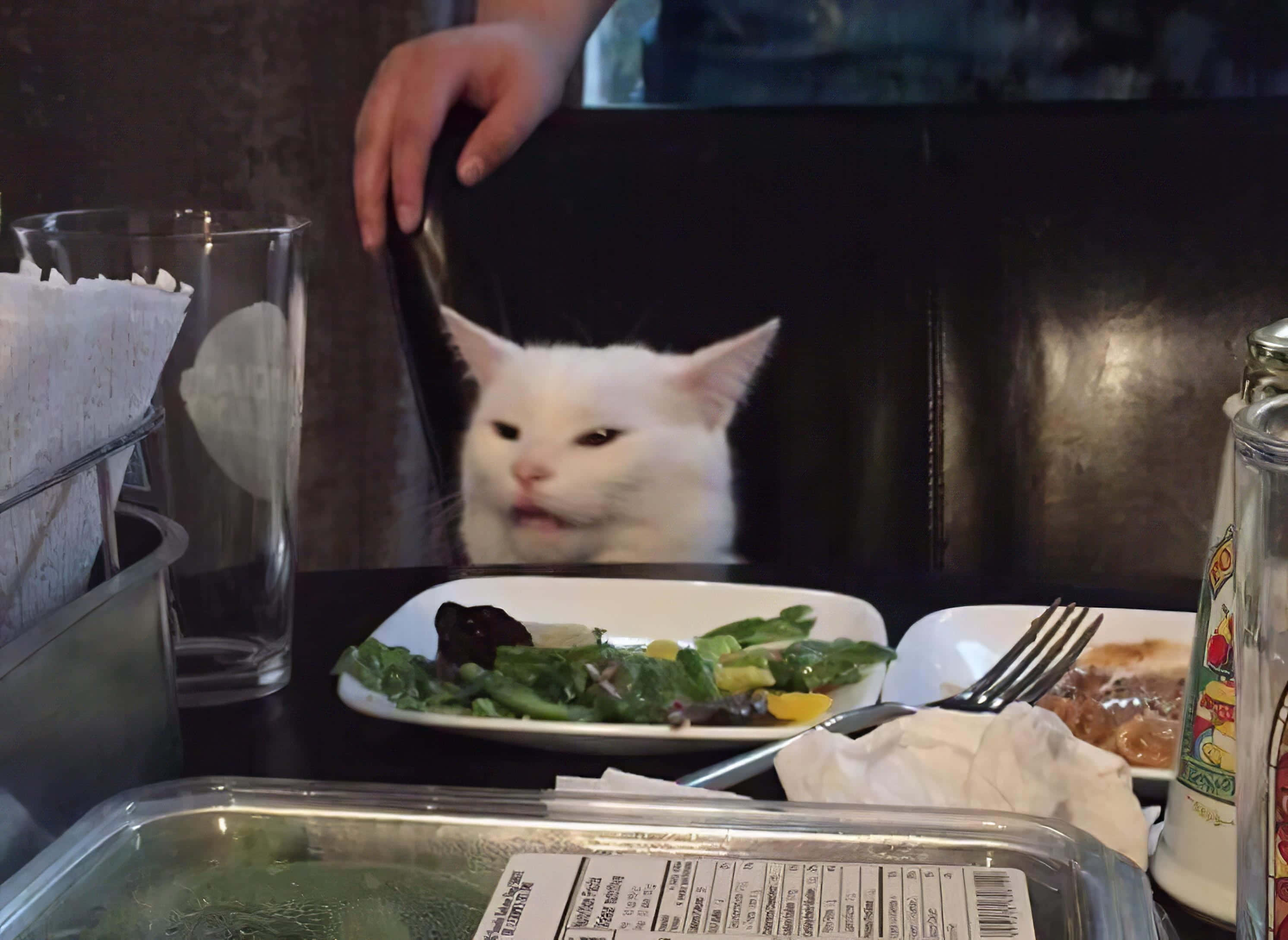 被诅咒的餐桌猫图片 壁纸
