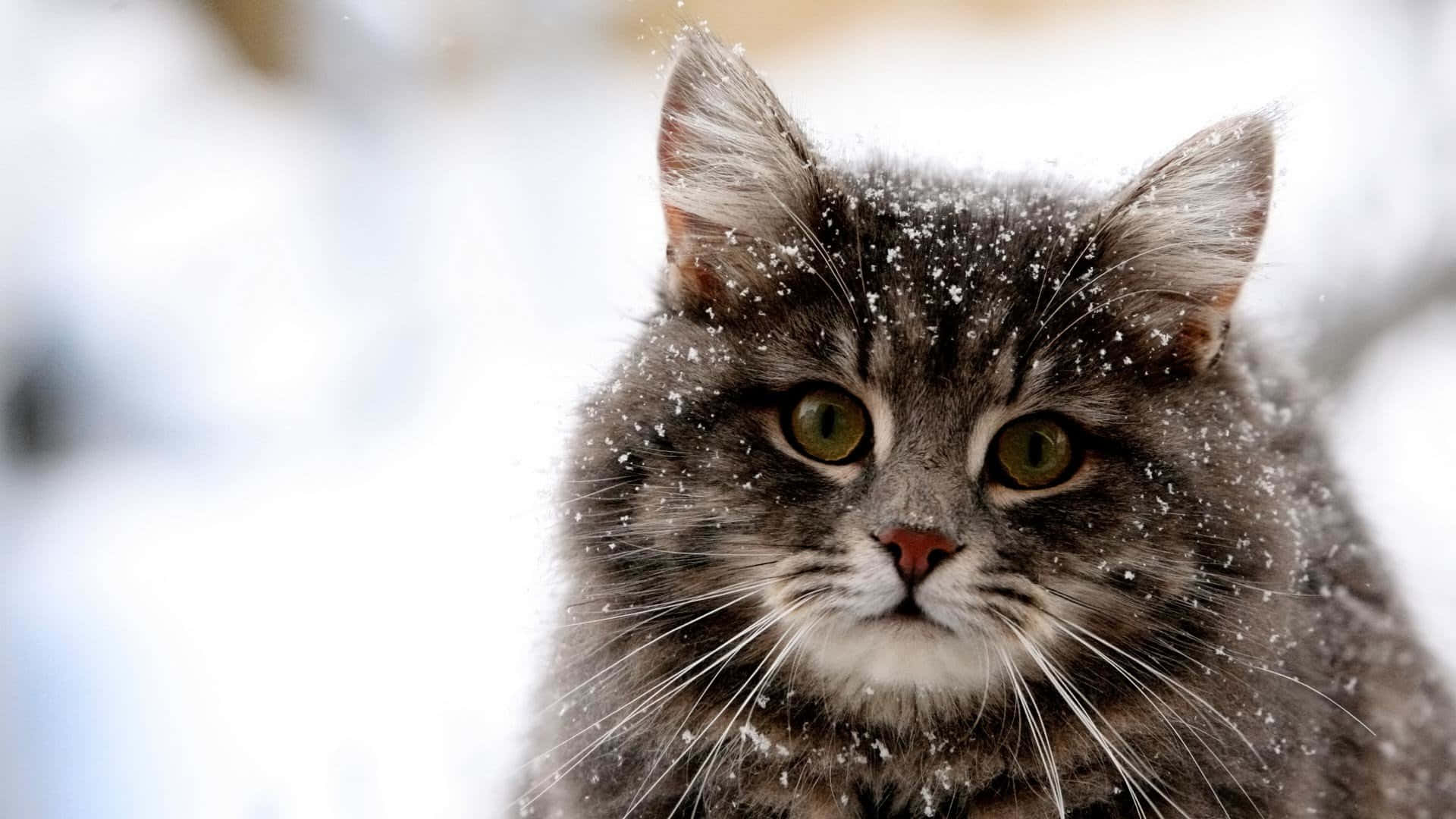 西伯利亚猫雪中萌趣图片 壁纸