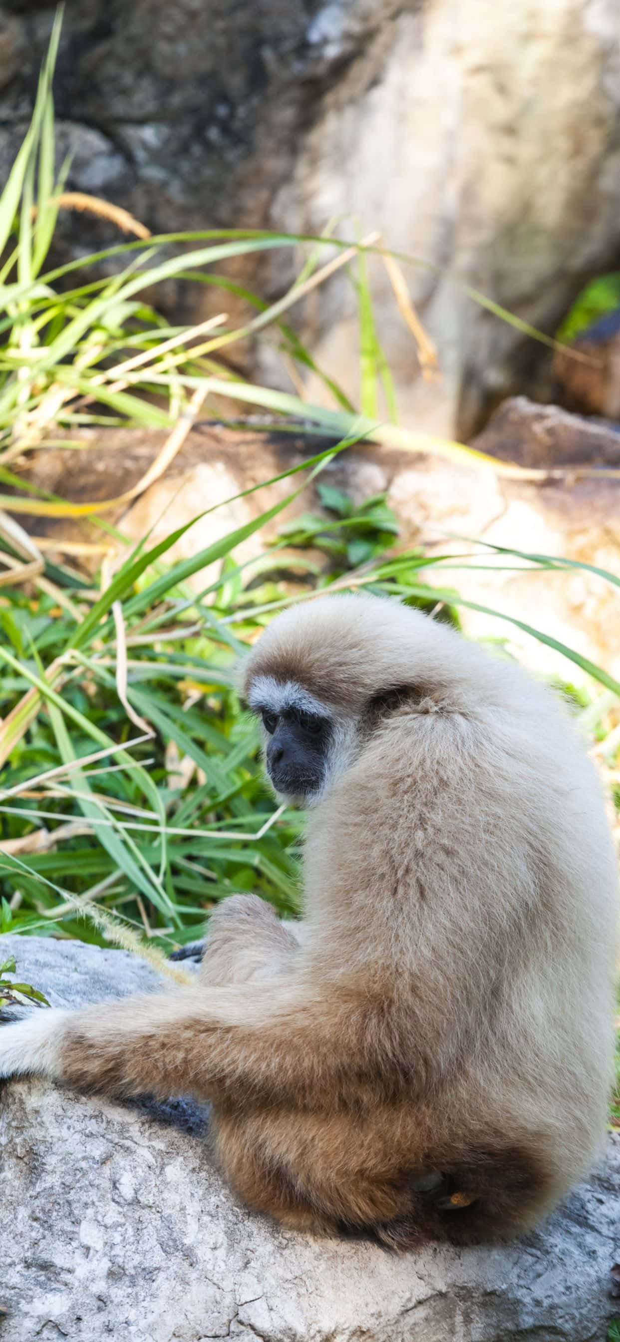 解锁Gibbon Xs Max，一款提供沉浸式移动体验的增强型iPhone。 壁纸