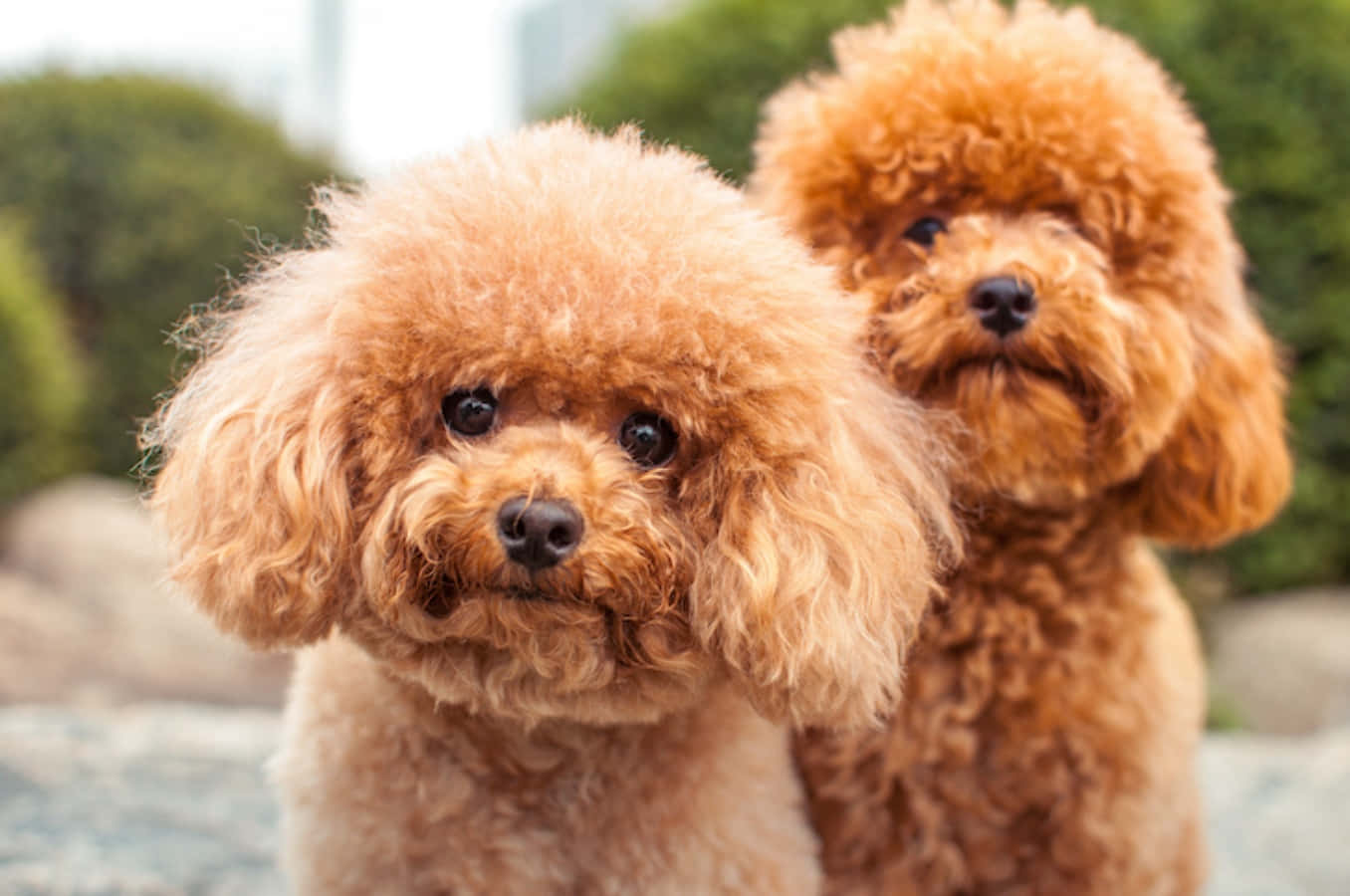 认识艾芬品犬 - 猴脸犬 壁纸