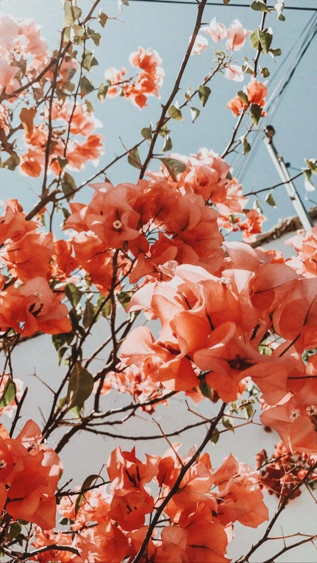 “让绚丽的美学花朵之美点亮你的一天！” 壁纸
