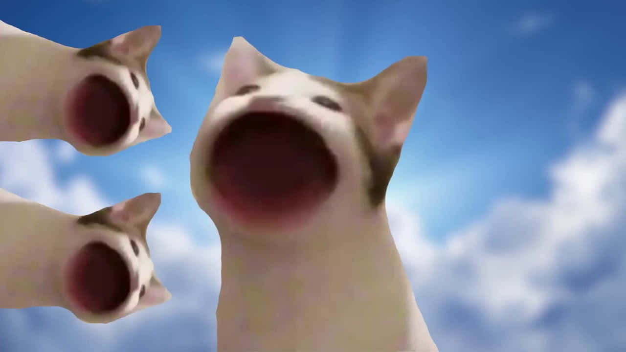 诅咒波普猫表情图片 壁纸