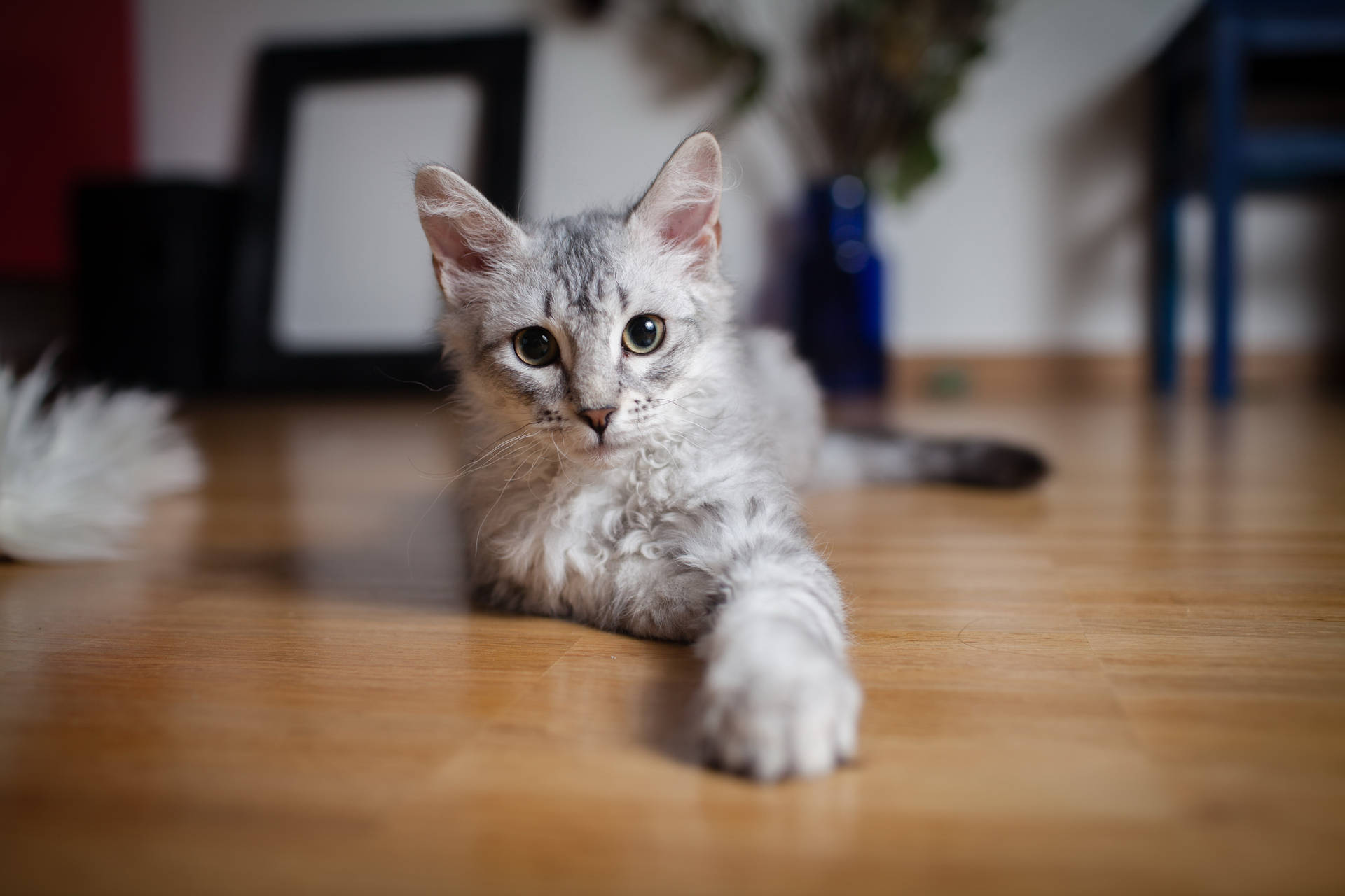 灰色猫咪，绿色眼睛，毛茸茸的毛发，在地板上向你伸出爪子。可爱的动物。