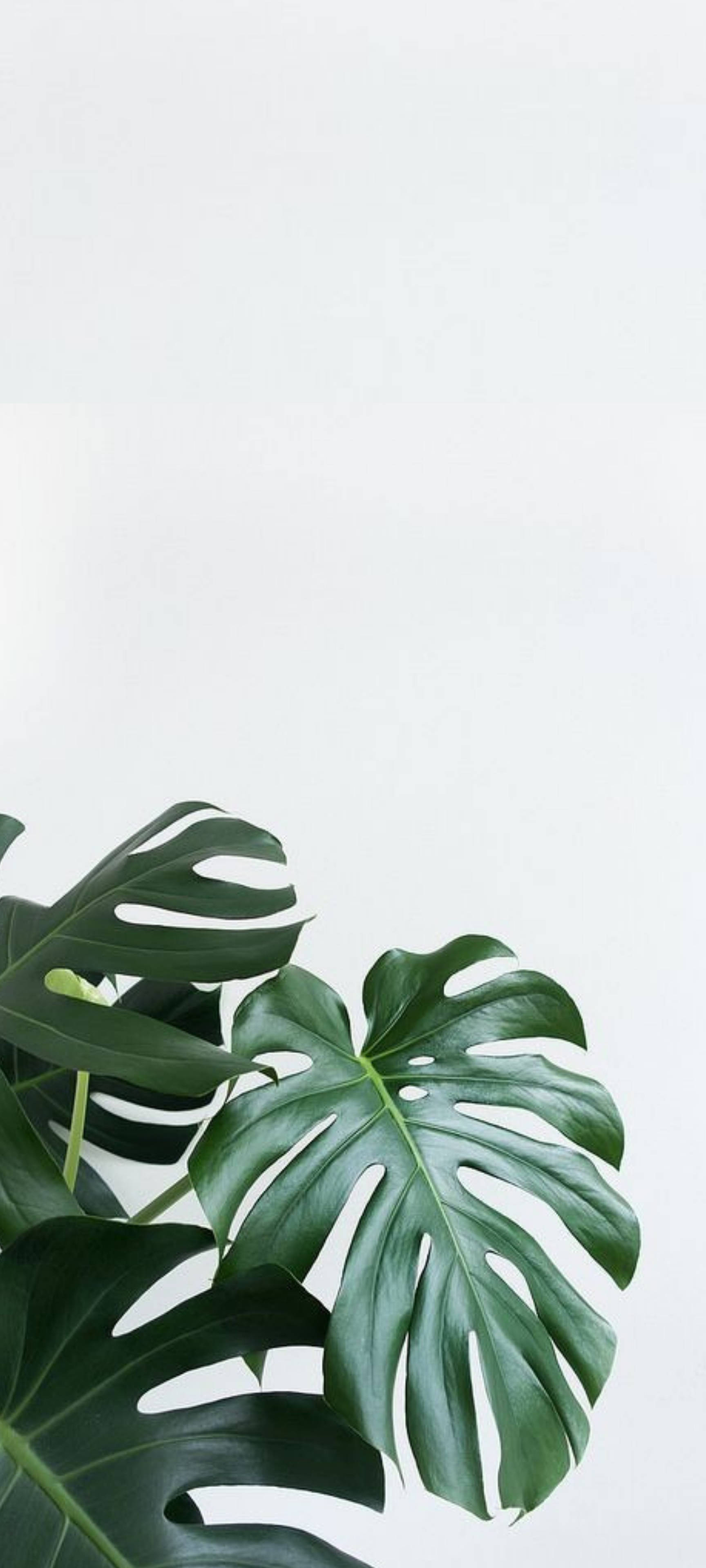 说明：白墙前的瑞士奶酪植物 壁纸