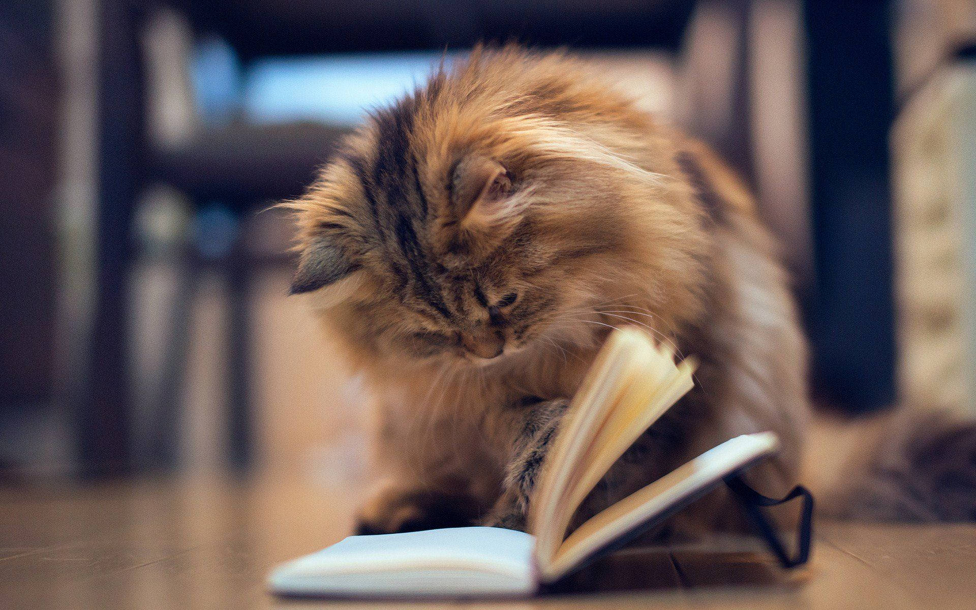 读书的美学猫咪 壁纸