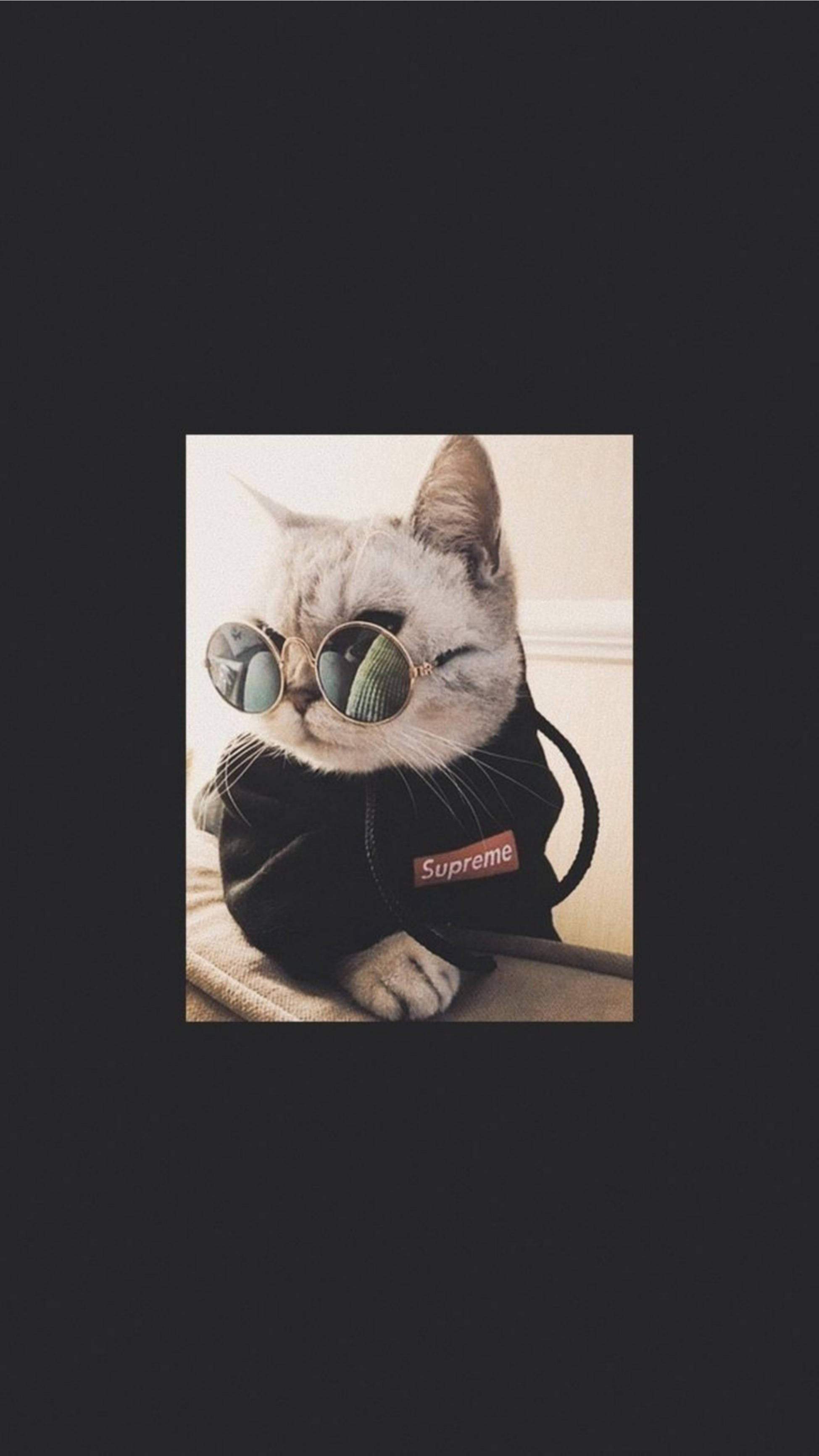 超酷墨镜萌猫美学 壁纸
