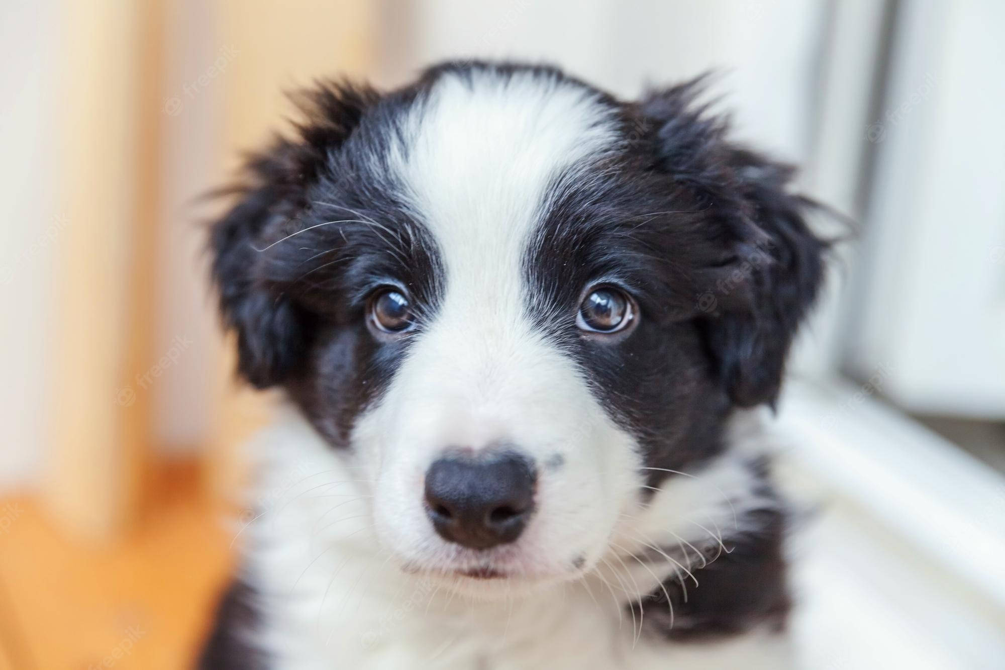 边境牧羊犬幼犬凝视 壁纸