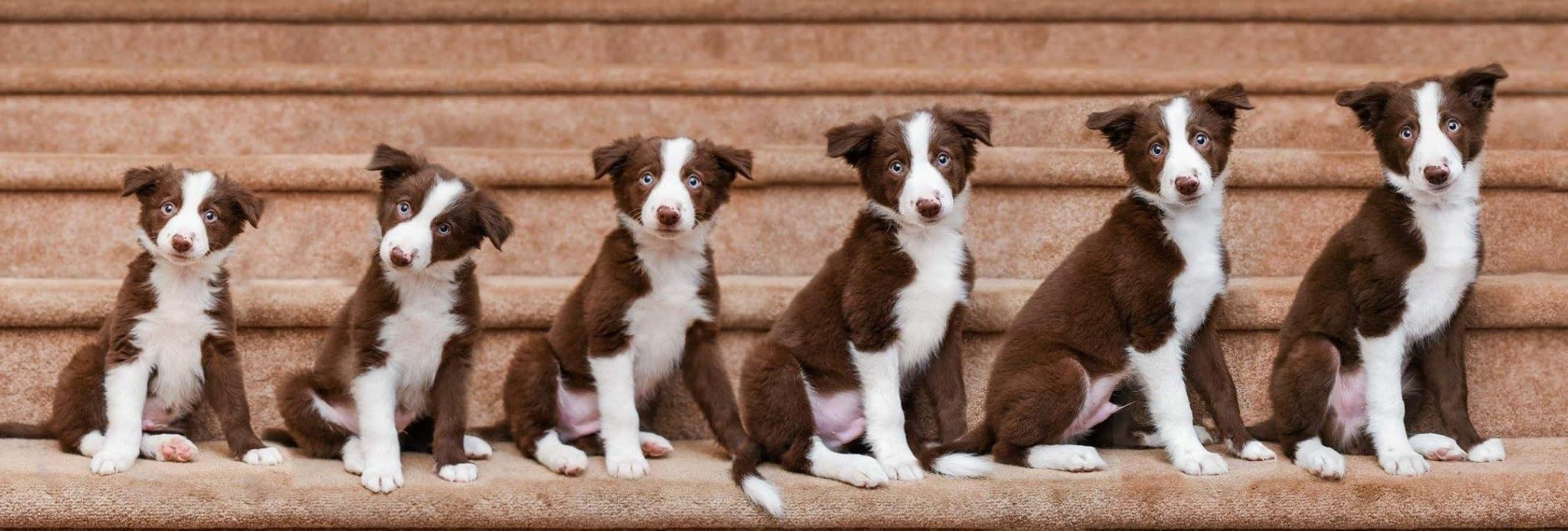 边境牧羊犬幼犬每周成长图 壁纸