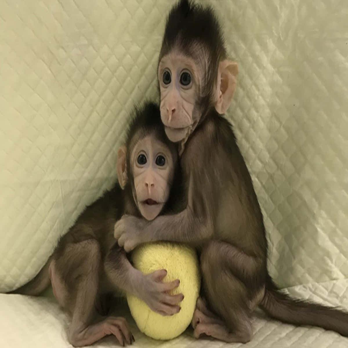 这只可爱的小猴子会让你微笑 壁纸