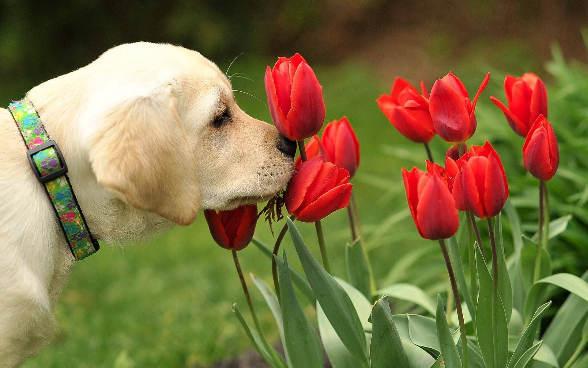 狗狗壁纸：可爱的拉布拉多幼犬在花园里闻红色郁金香