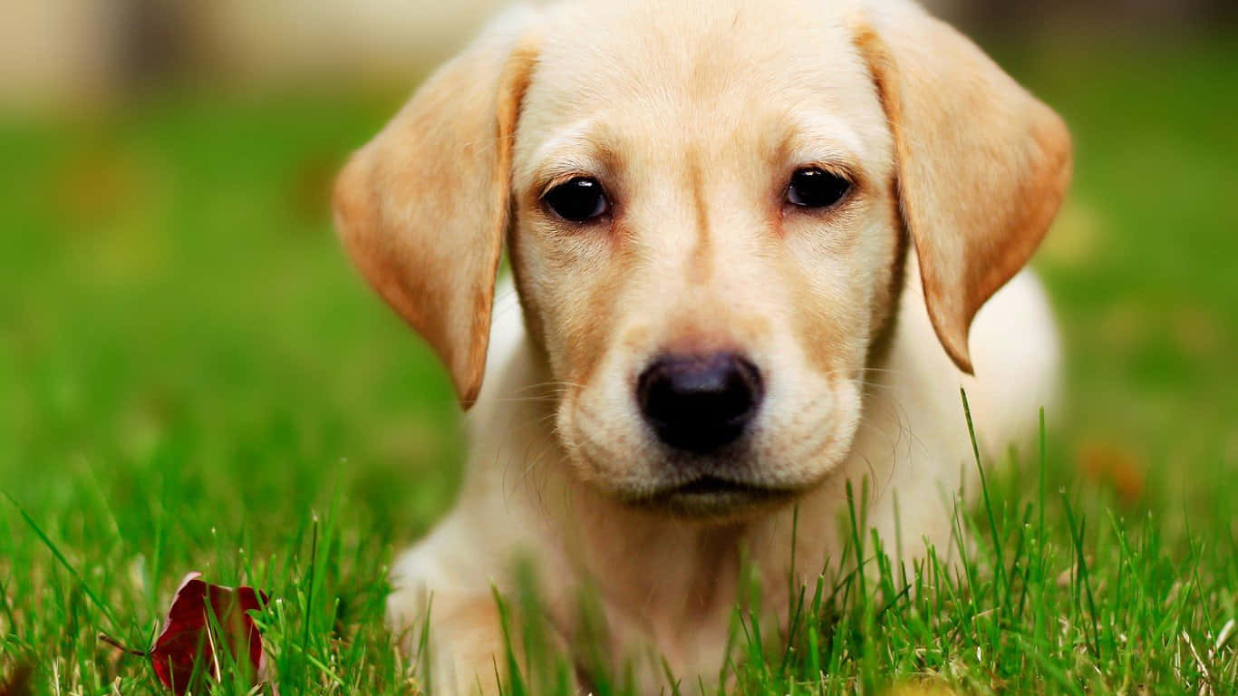 这只可爱的萌犬已准备好开启冒险的一天 壁纸