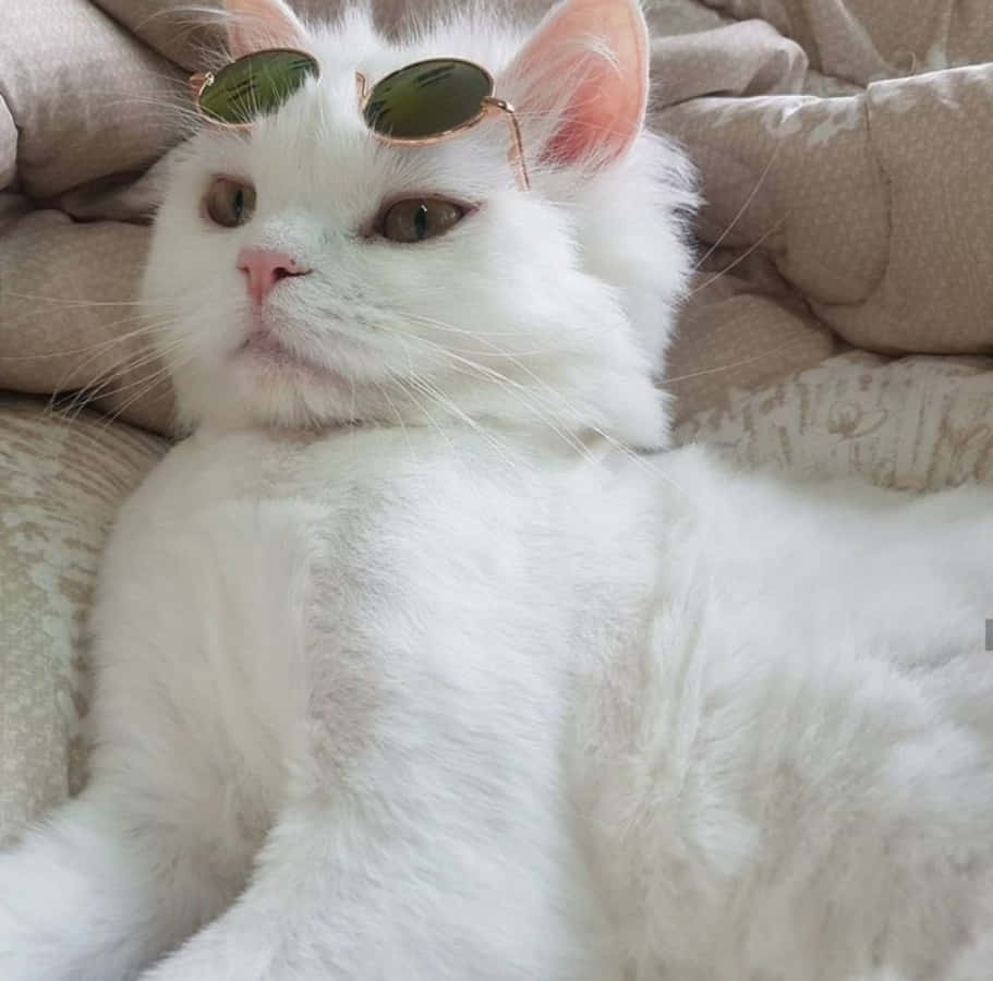 这只唯美猫咪安详地坐在野花丛中 壁纸