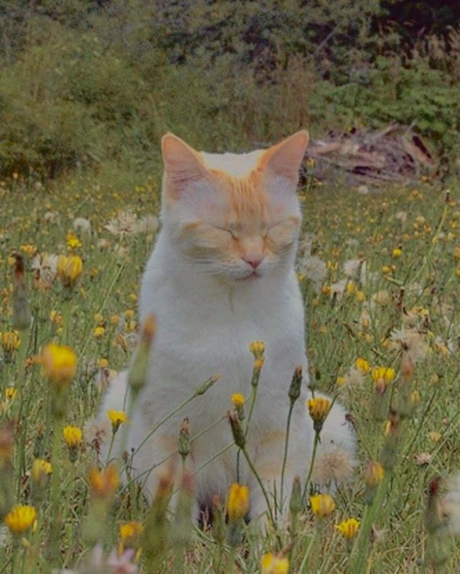 这只威严的美学猫咪已准备好迎接新的一天！ 壁纸
