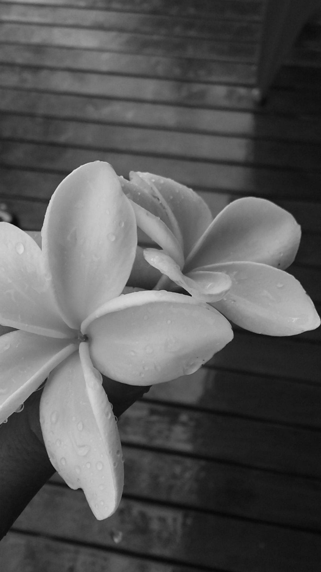 迷人哑光花卉美学 壁纸