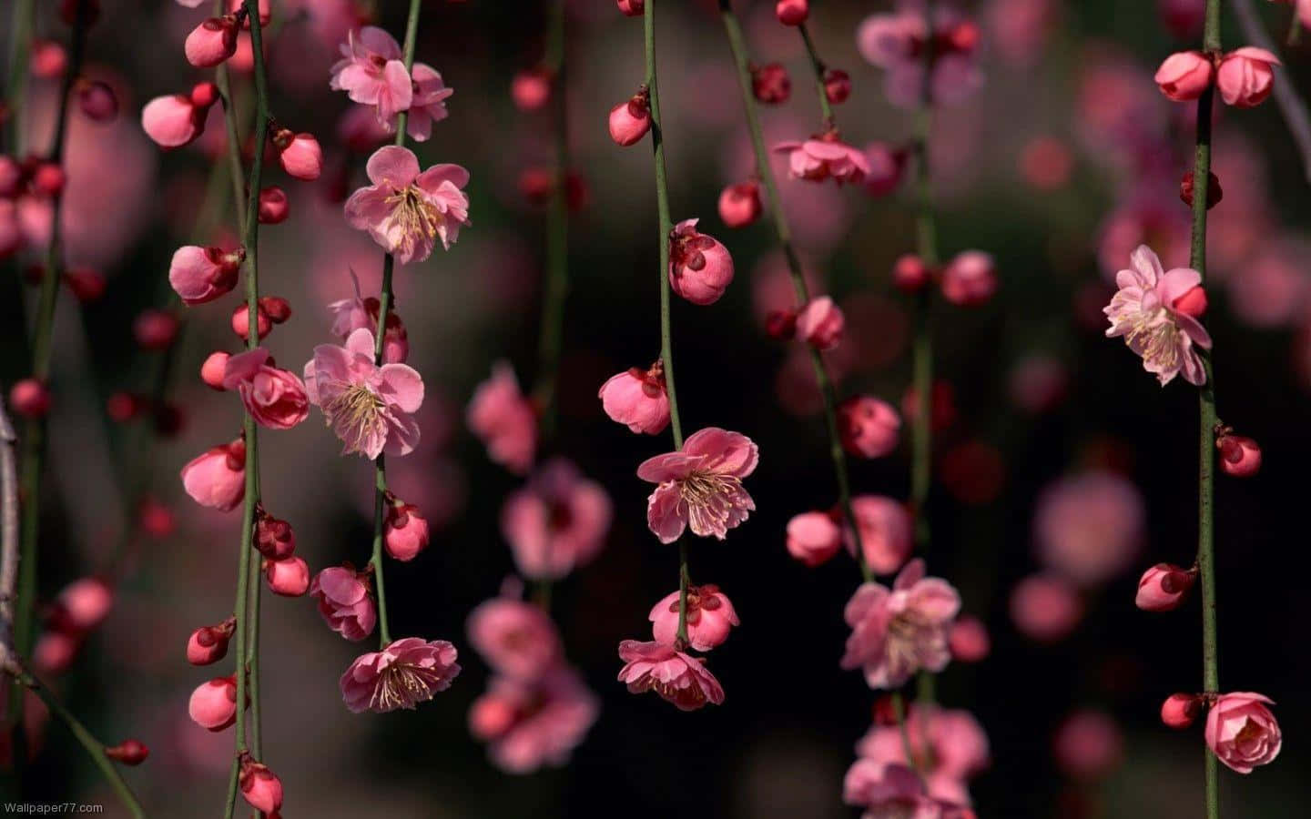 迷人暗花背景 壁纸