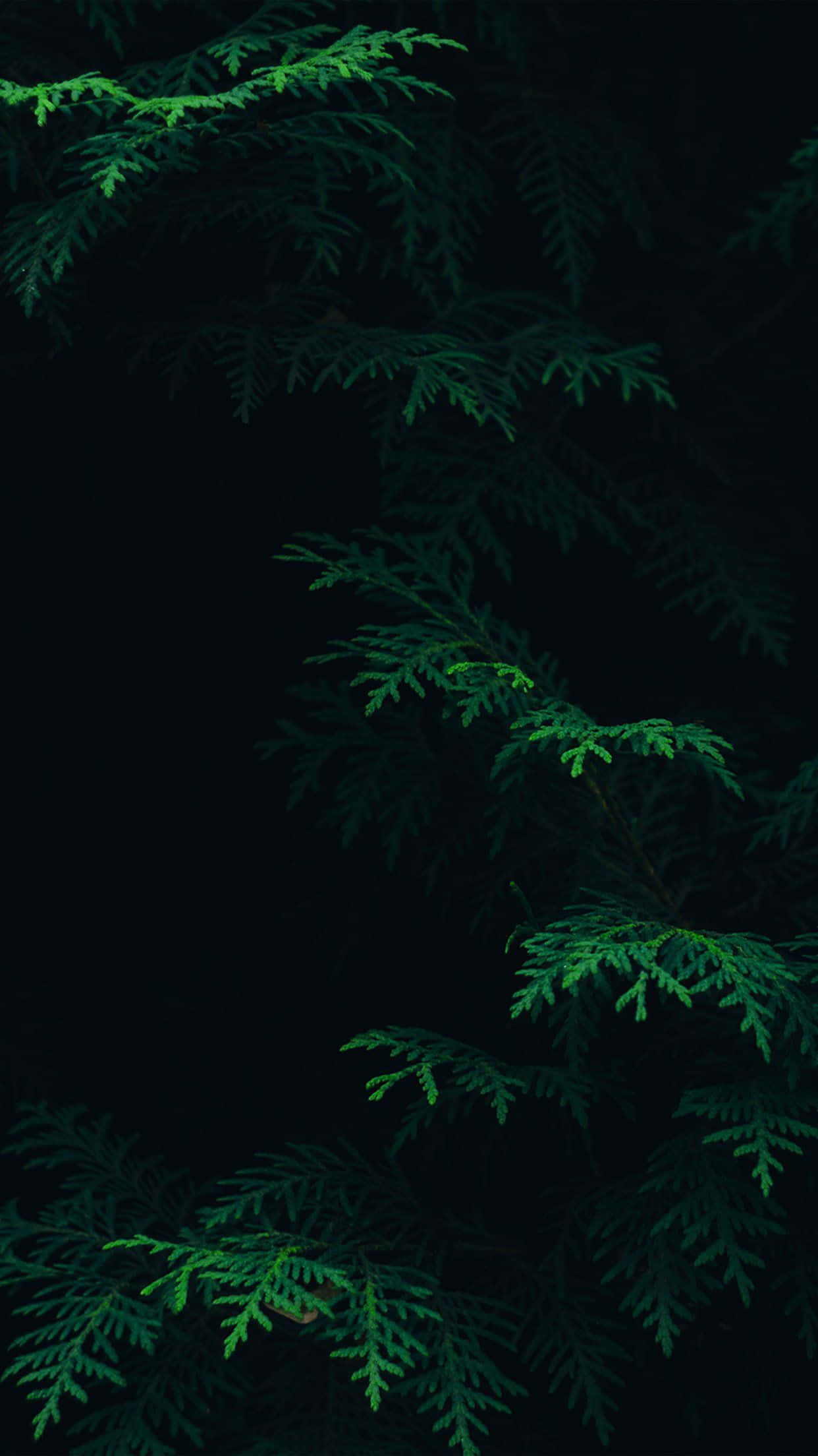 迷人深绿美学渐变背景 壁纸