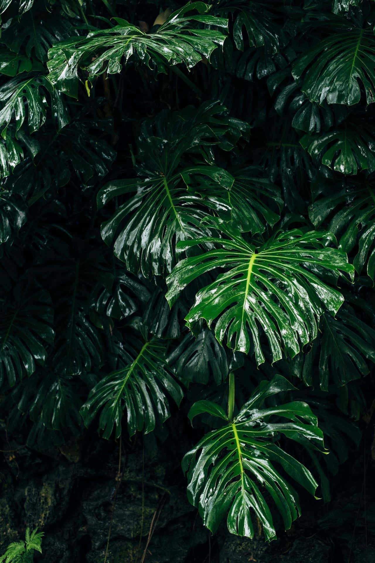 迷人深绿美学背景 壁纸