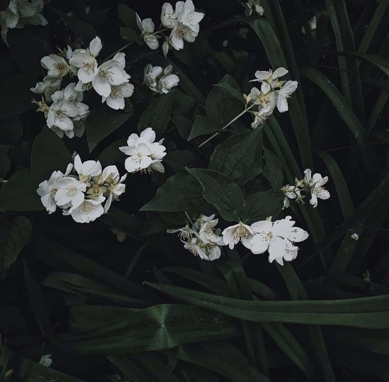 迷人深绿美学背景 壁纸
