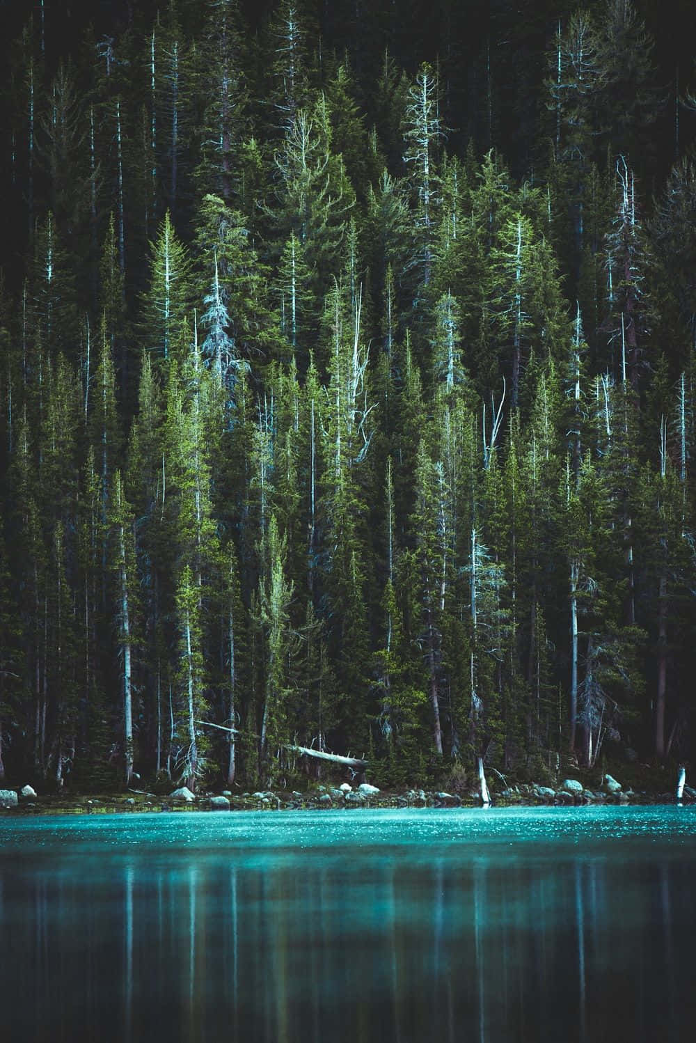 迷人深绿美学背景 壁纸