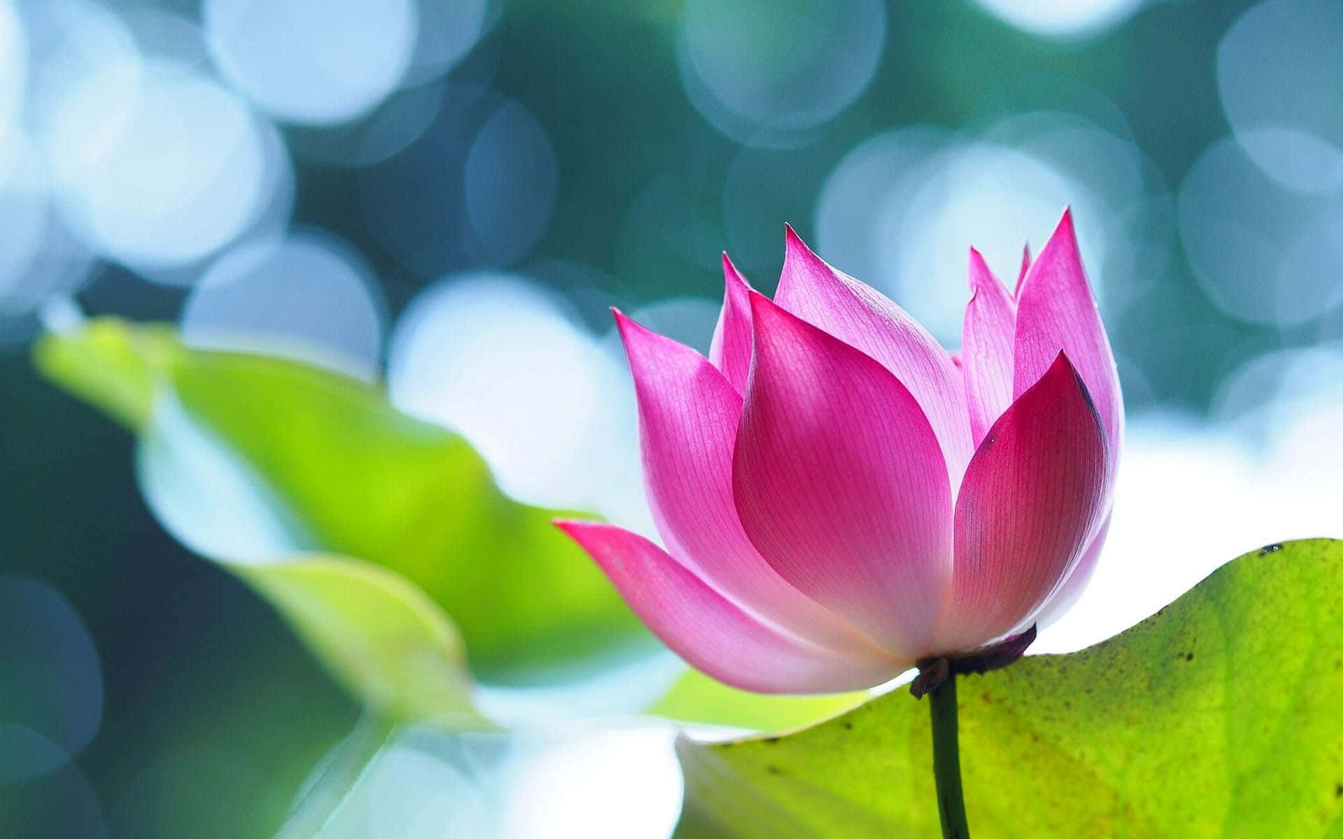 迷人盛开的莲花 壁纸