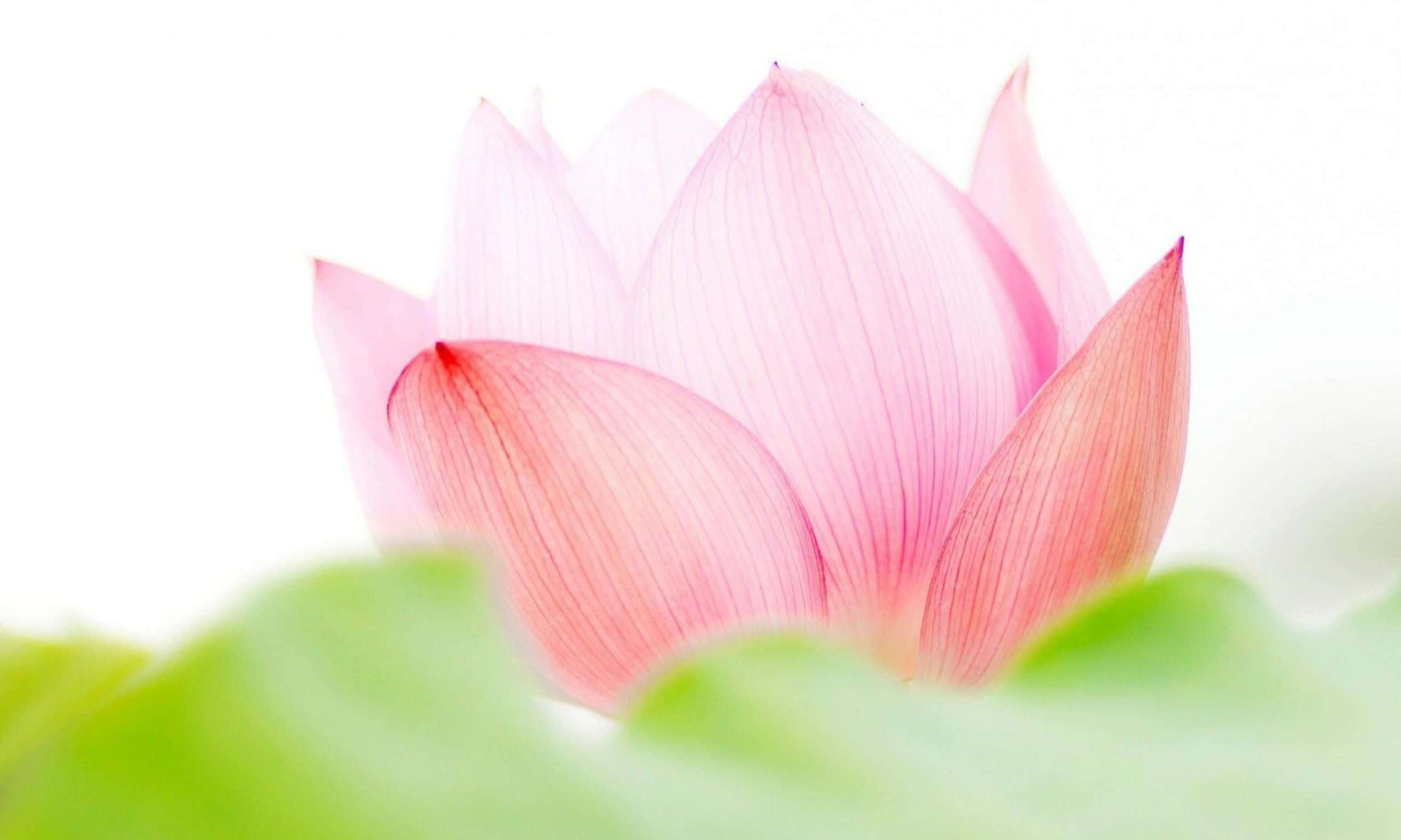 迷人粉色莲花 壁纸