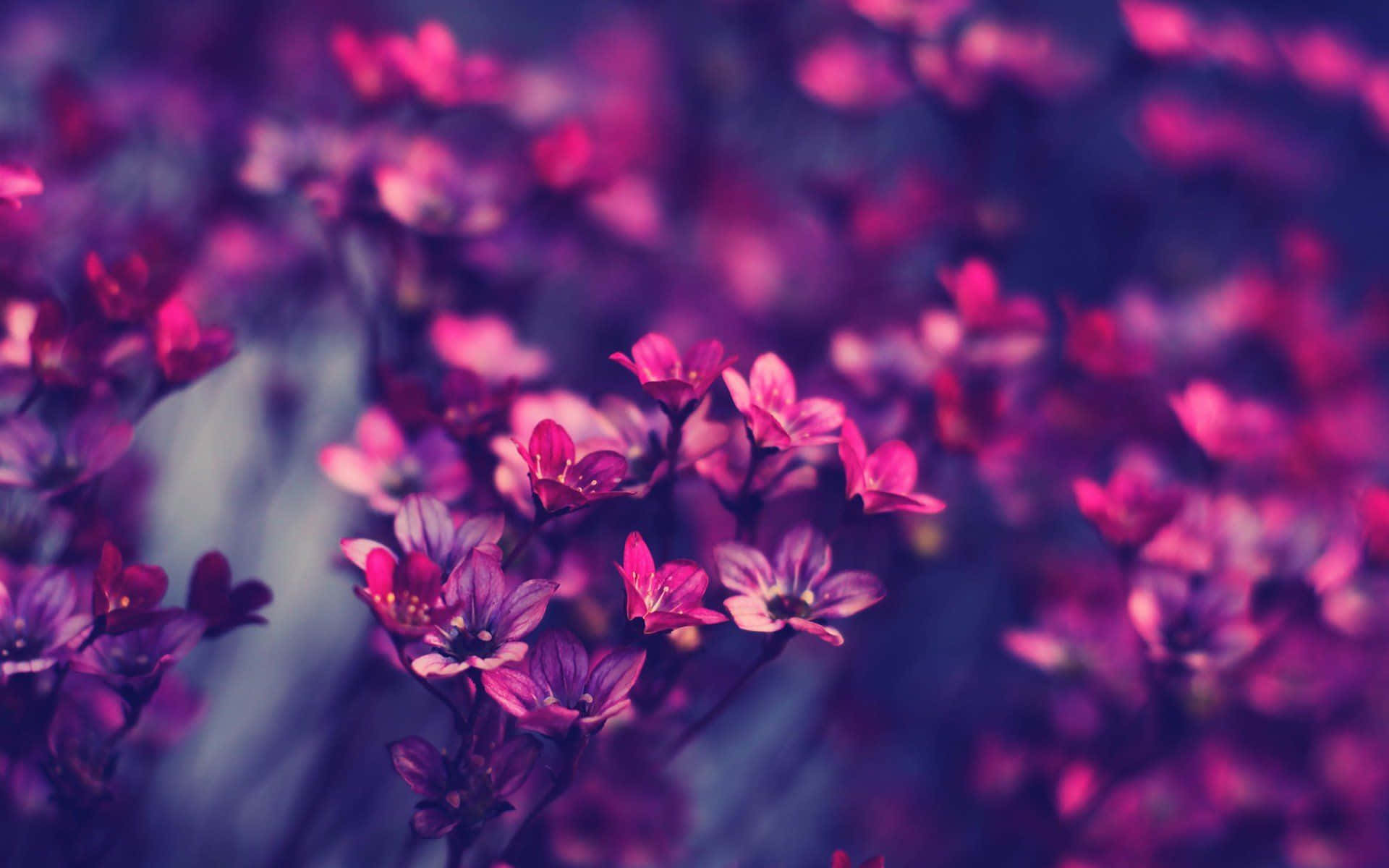 迷人美学花卉背景 壁纸