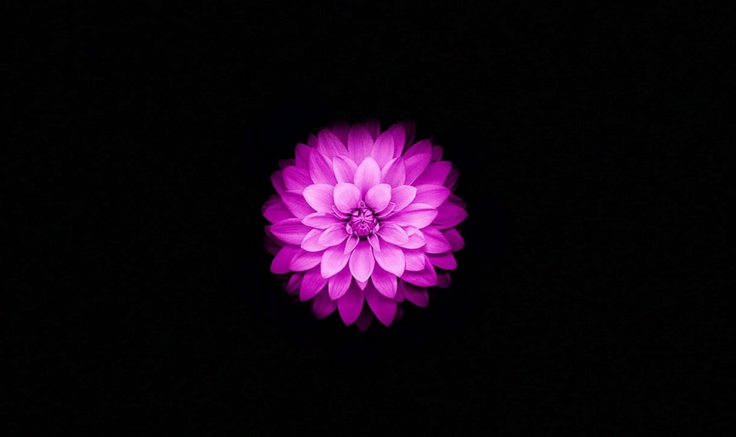 迷人莲花绽放 壁纸