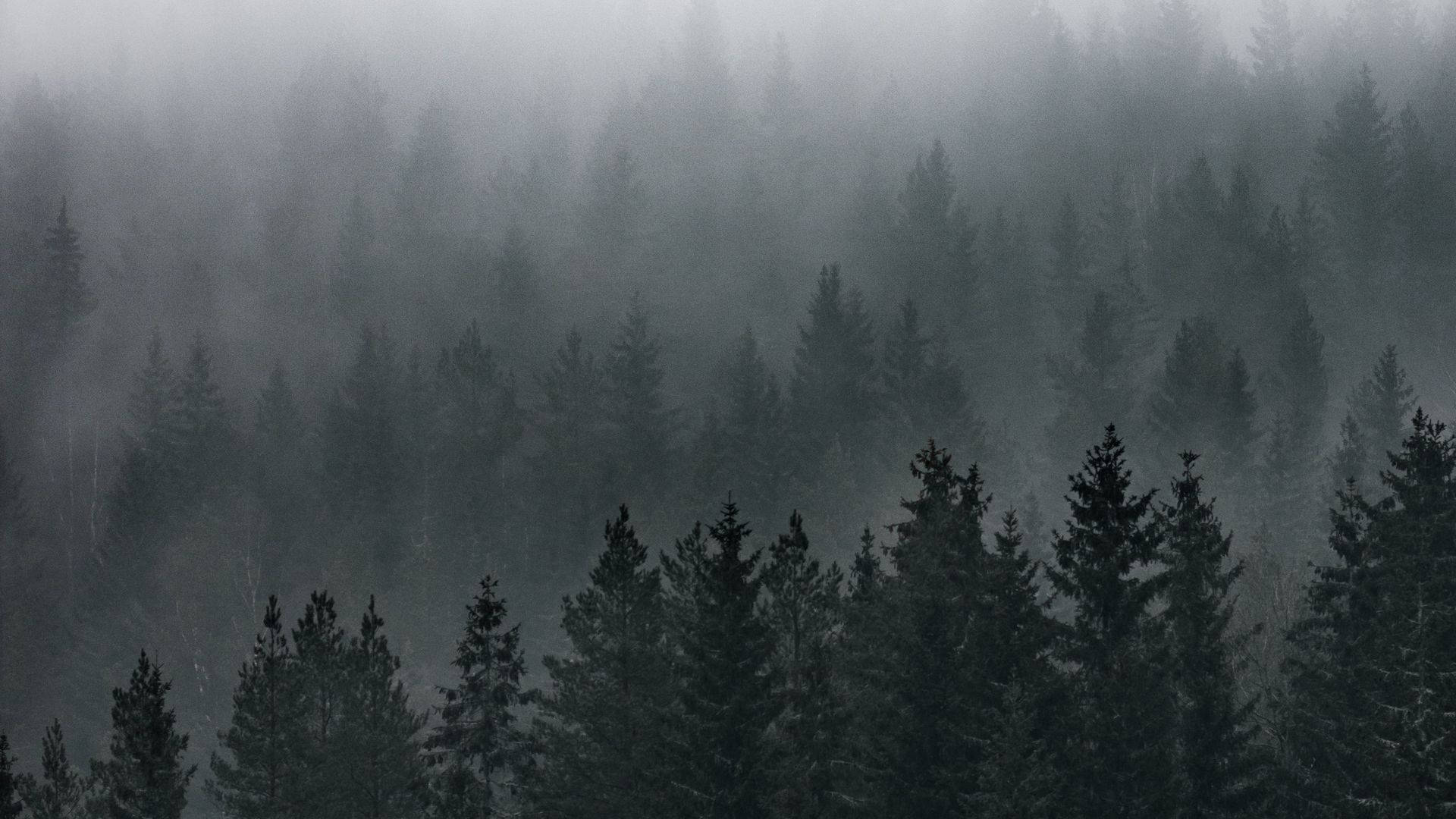 迷雾森林景观 壁纸