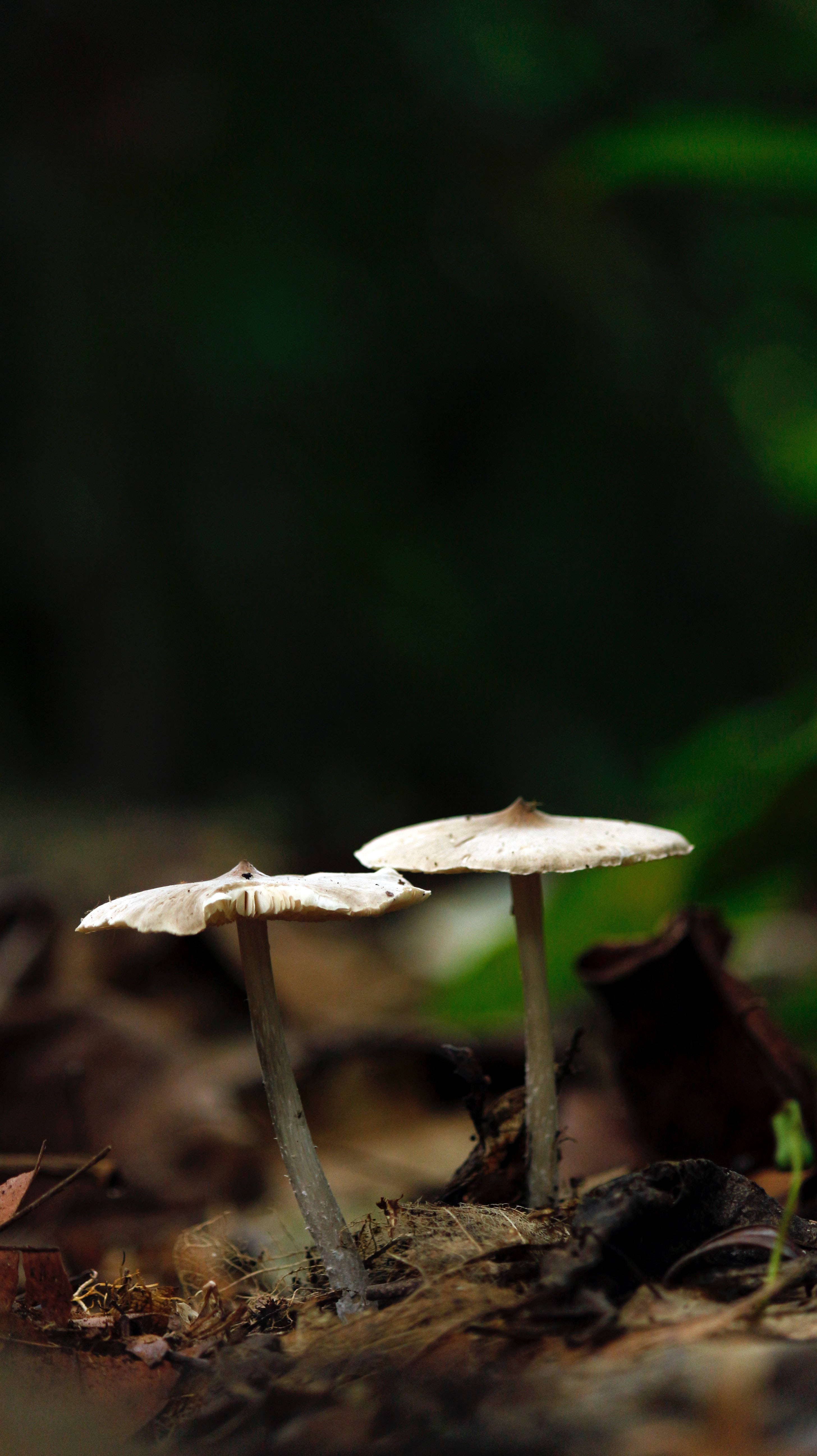 选择性聚焦蘑菇美学 壁纸