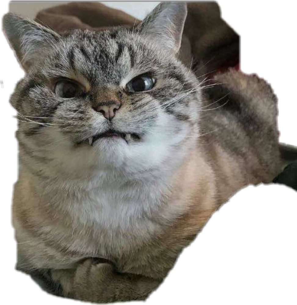 逗趣虎斑猫表情 壁纸