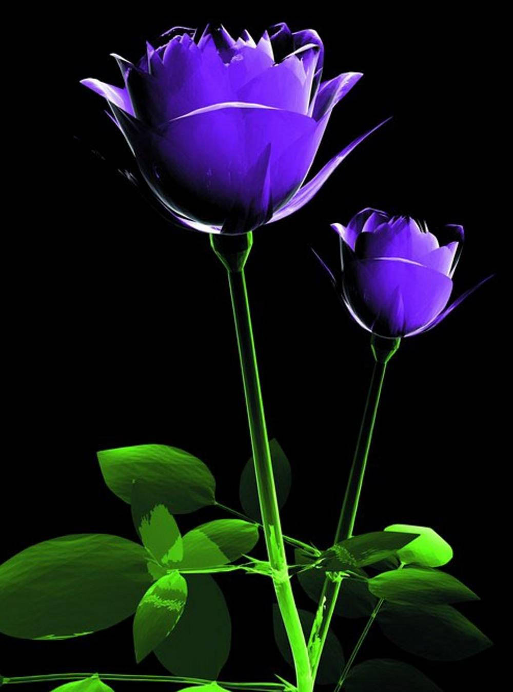 酷炫手机紫色花朵 壁纸